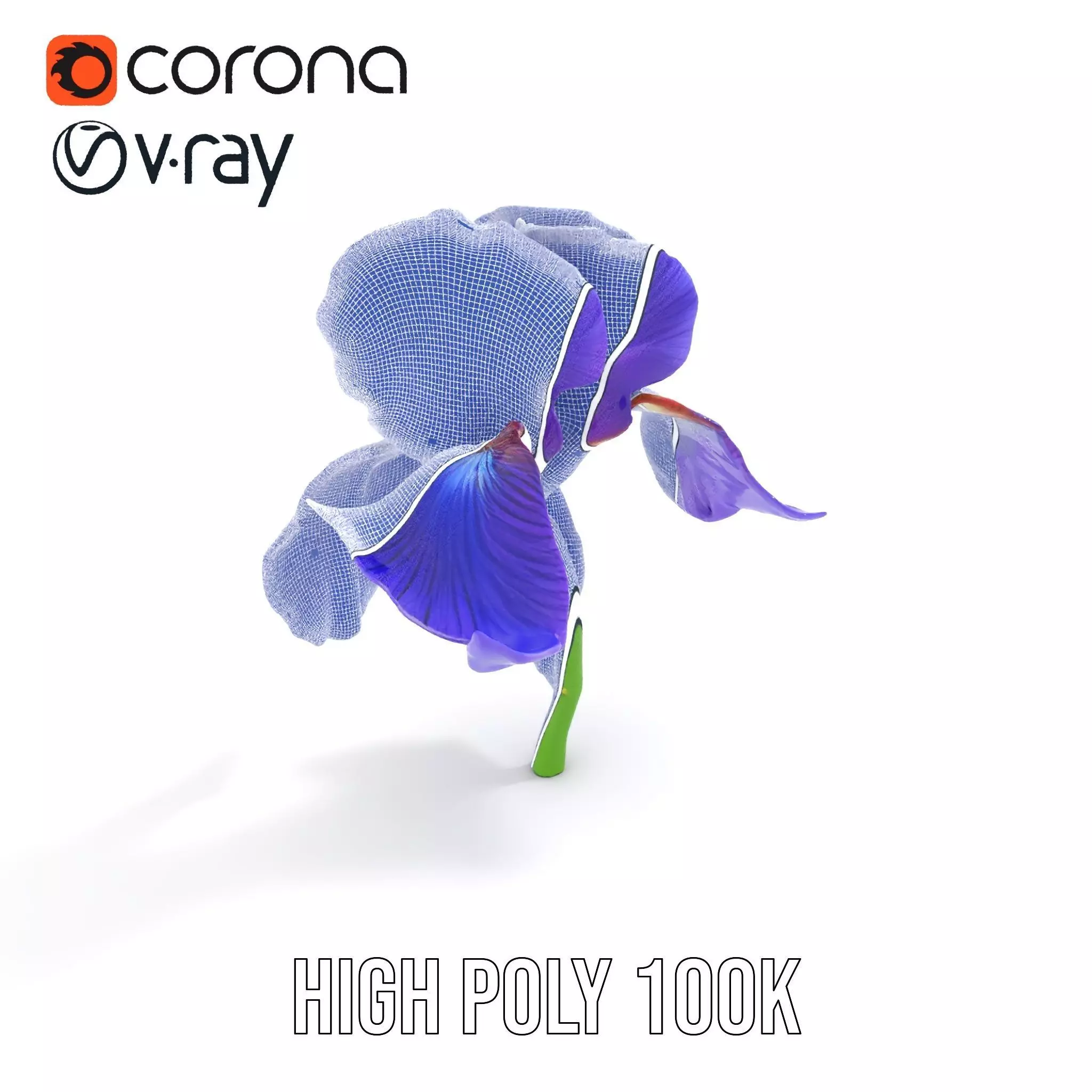 Vibrant Iris Flower model pack Low-poly 3D model_33