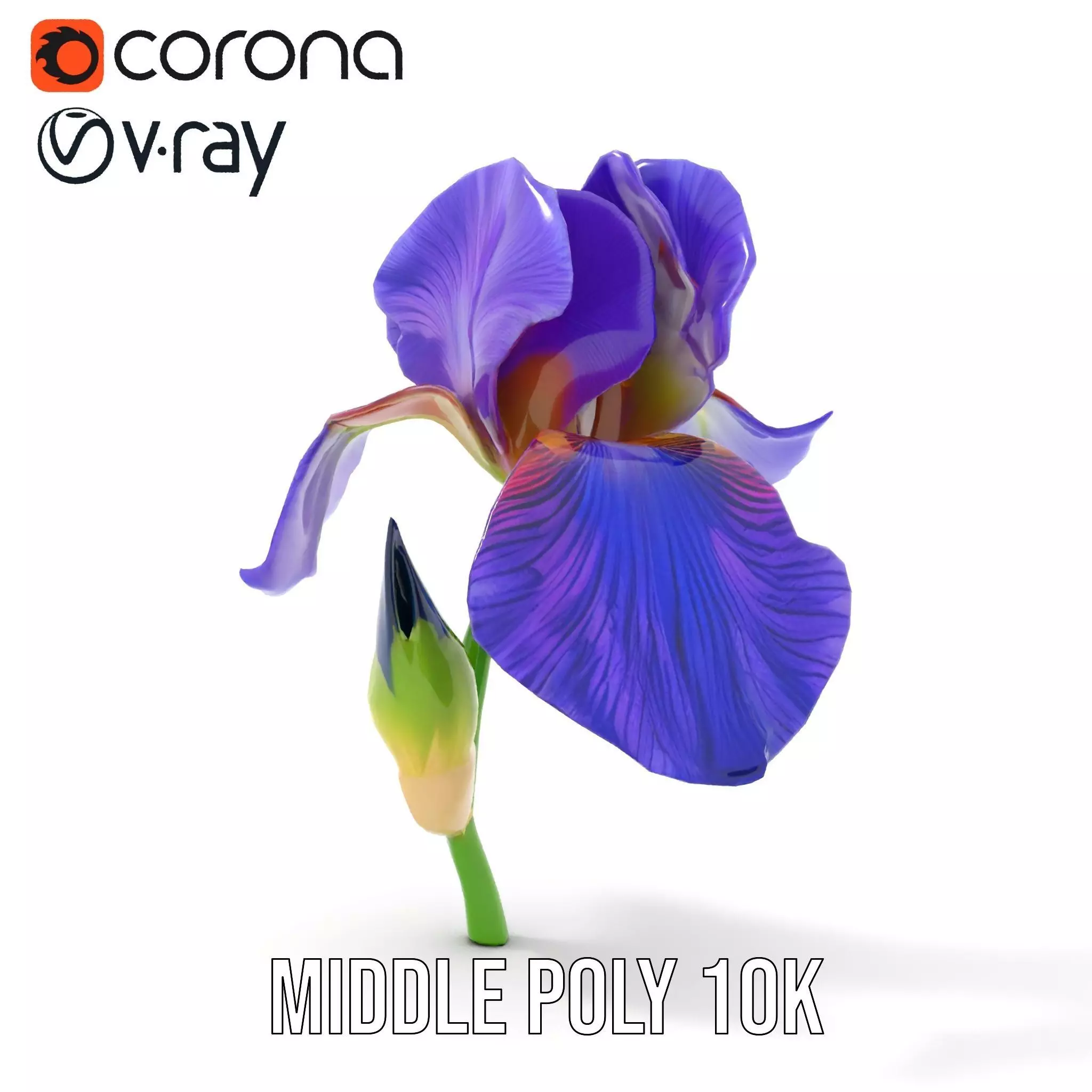 Vibrant Iris Flower model pack Low-poly 3D model_16