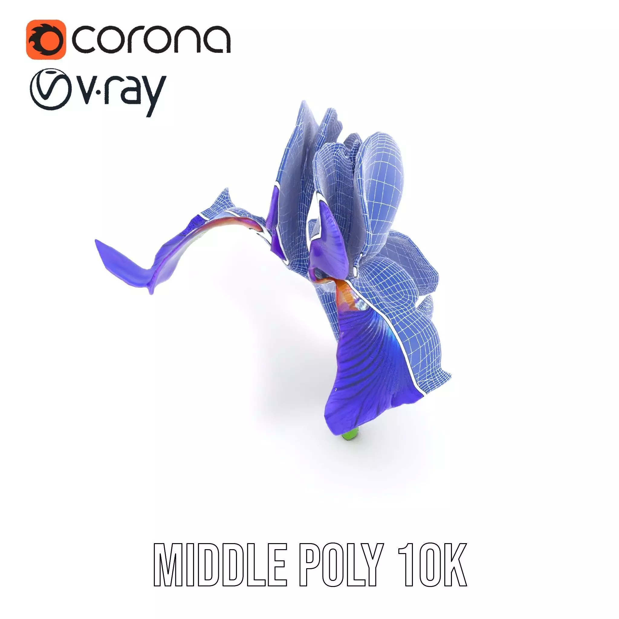 Vibrant Iris Flower model pack Low-poly 3D model_24