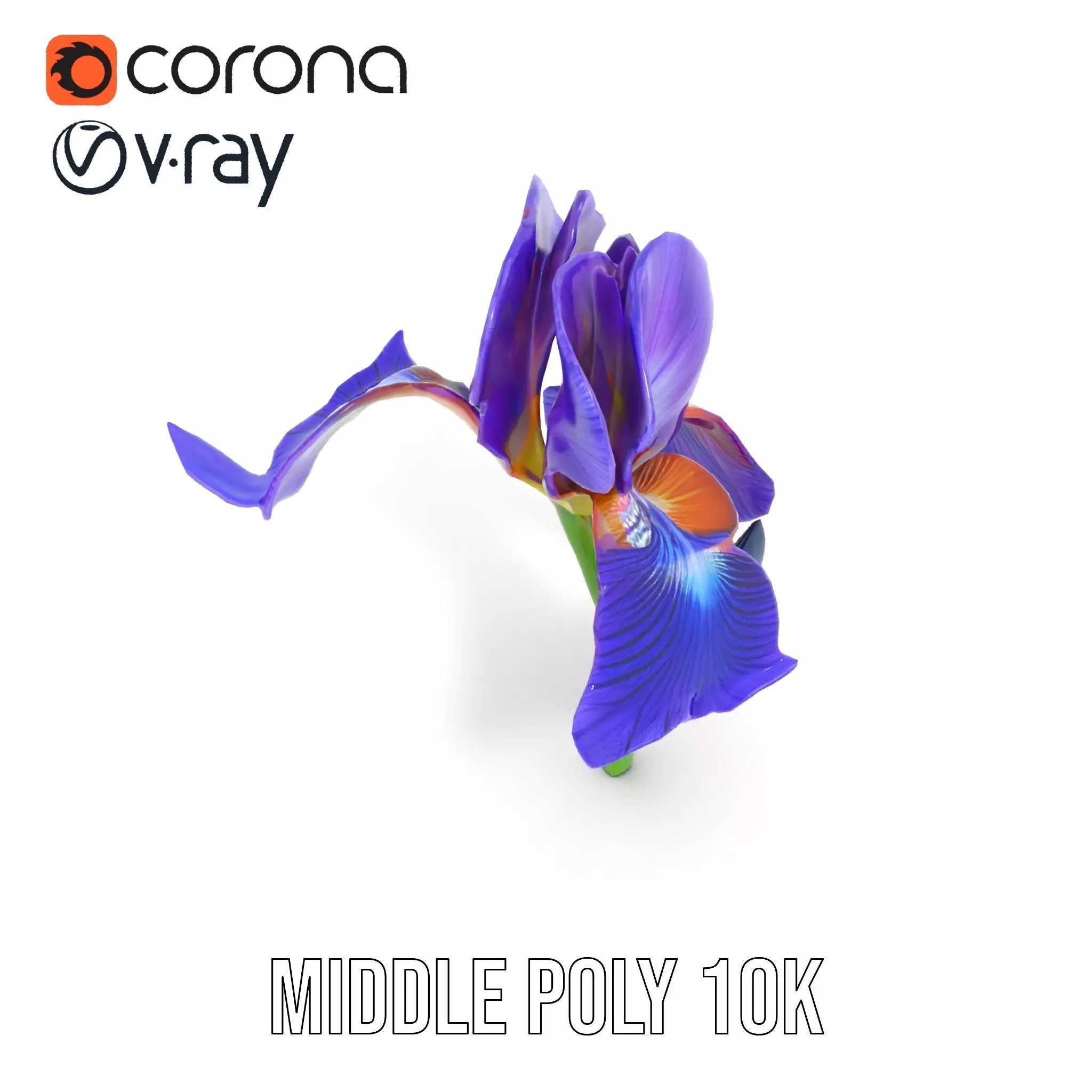 Vibrant Iris Flower model pack Low-poly 3D model_19