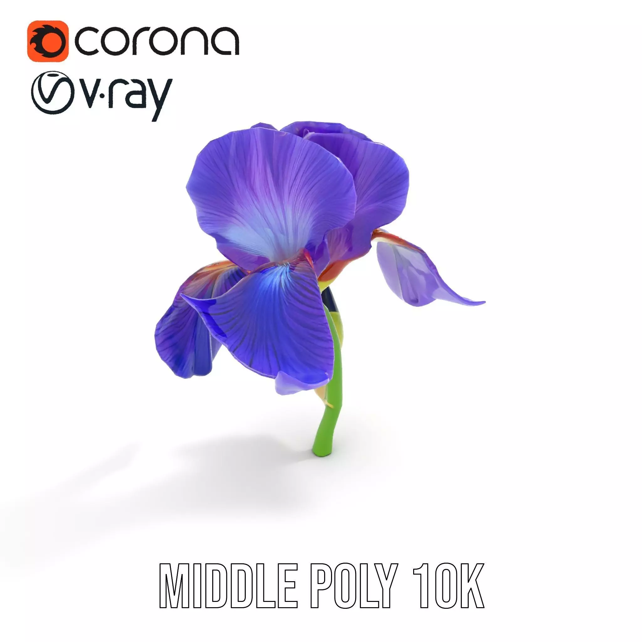 Vibrant Iris Flower model pack Low-poly 3D model_5