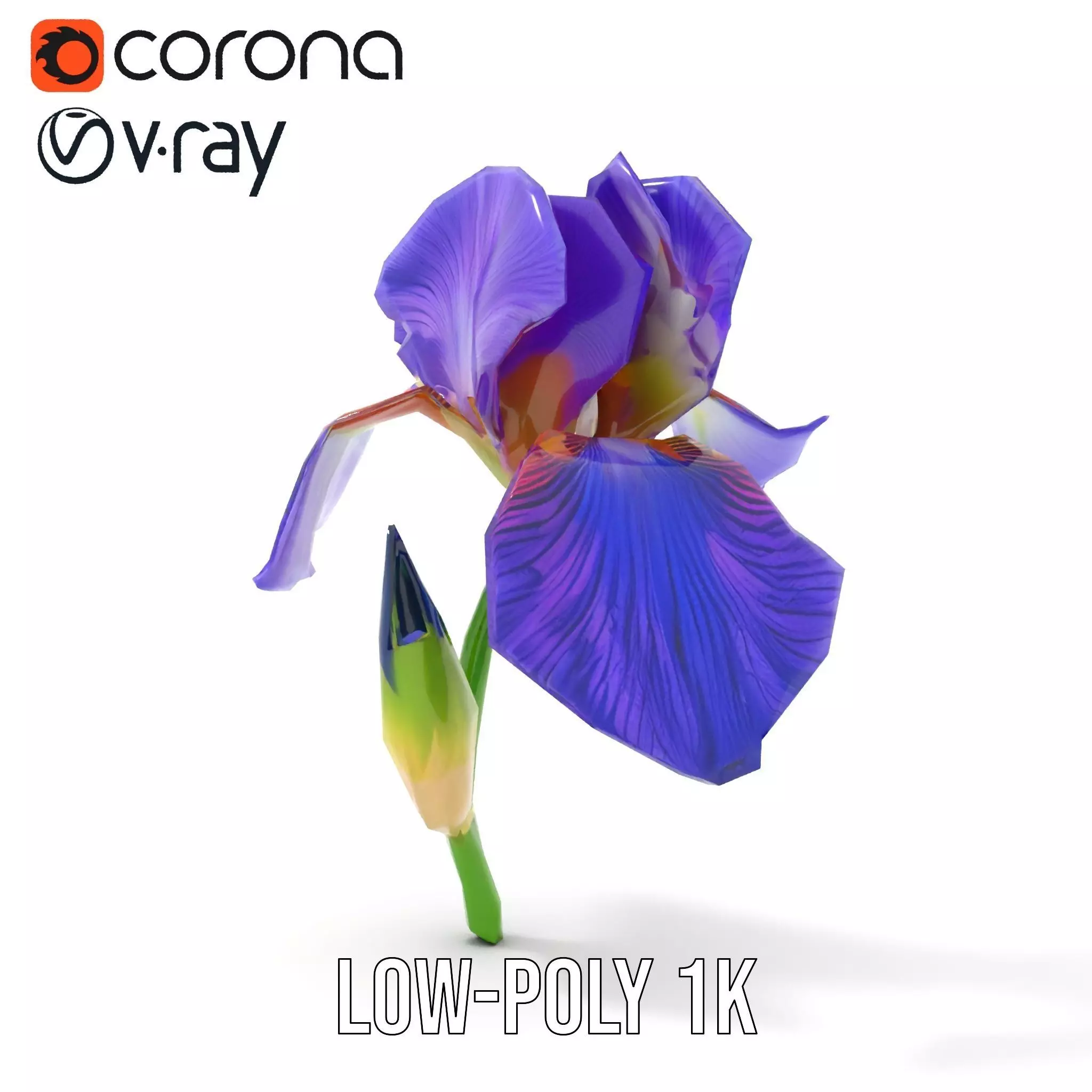 Vibrant Iris Flower model pack Low-poly 3D model_25