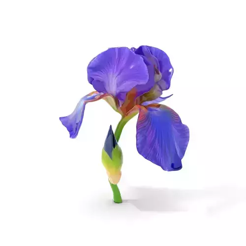Vibrant Iris Flower model pack Low-poly 3D model