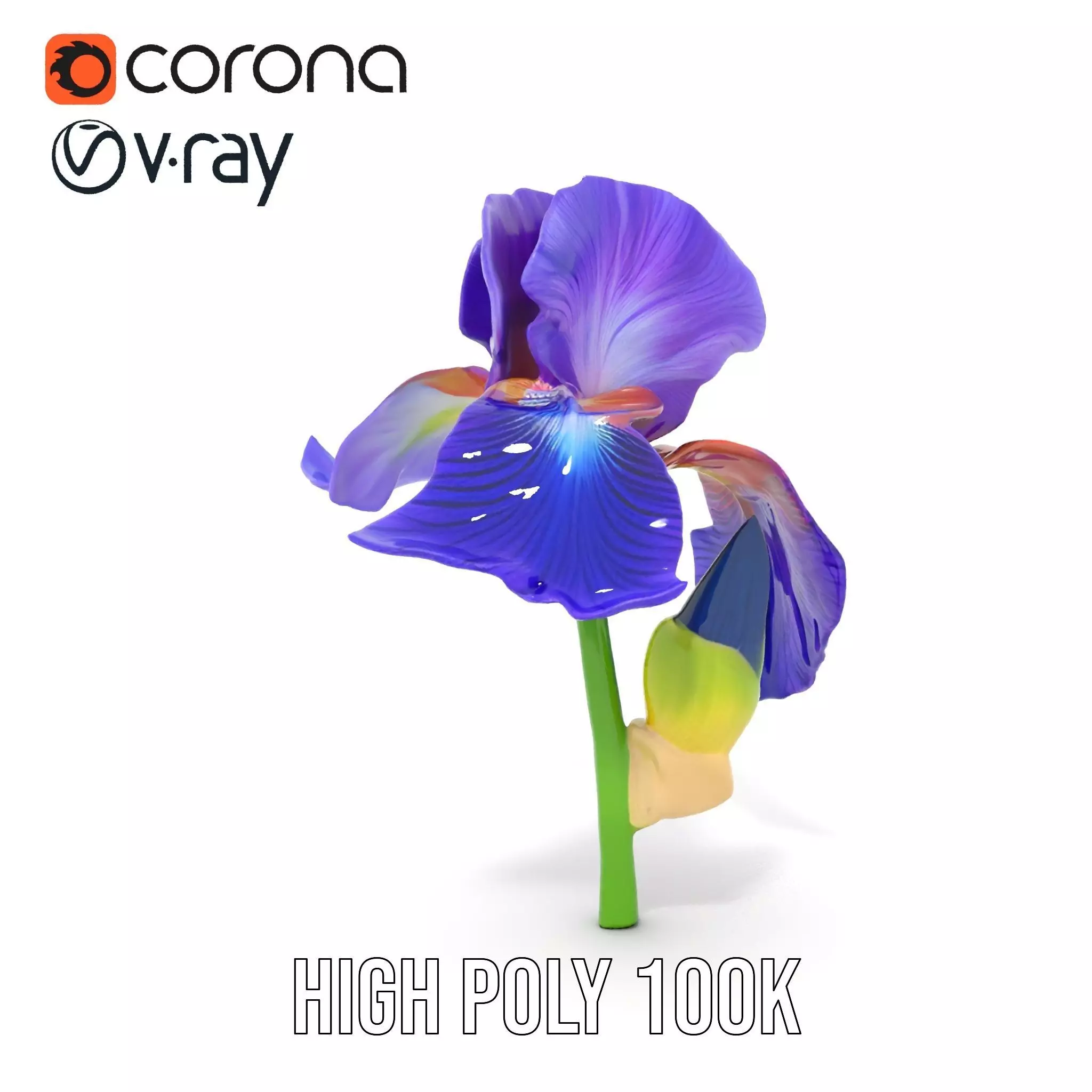 Vibrant Iris Flower model pack Low-poly 3D model_23