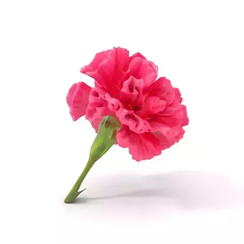 Pink Carnation Bloom model pack Low-poly 3D model
