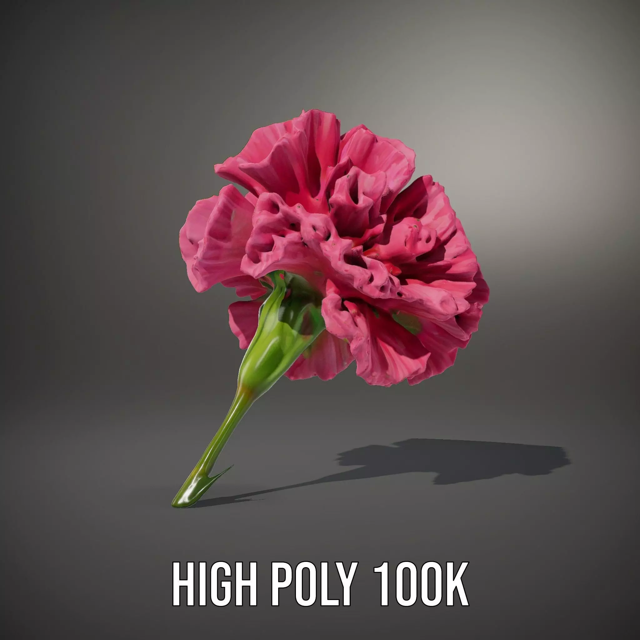 Pink Carnation Bloom model pack Low-poly 3D model_8