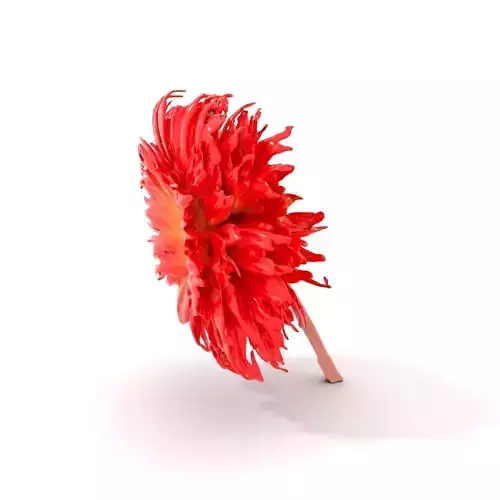 Scarlet Dahlia Blossom model pack Low-poly 3D model