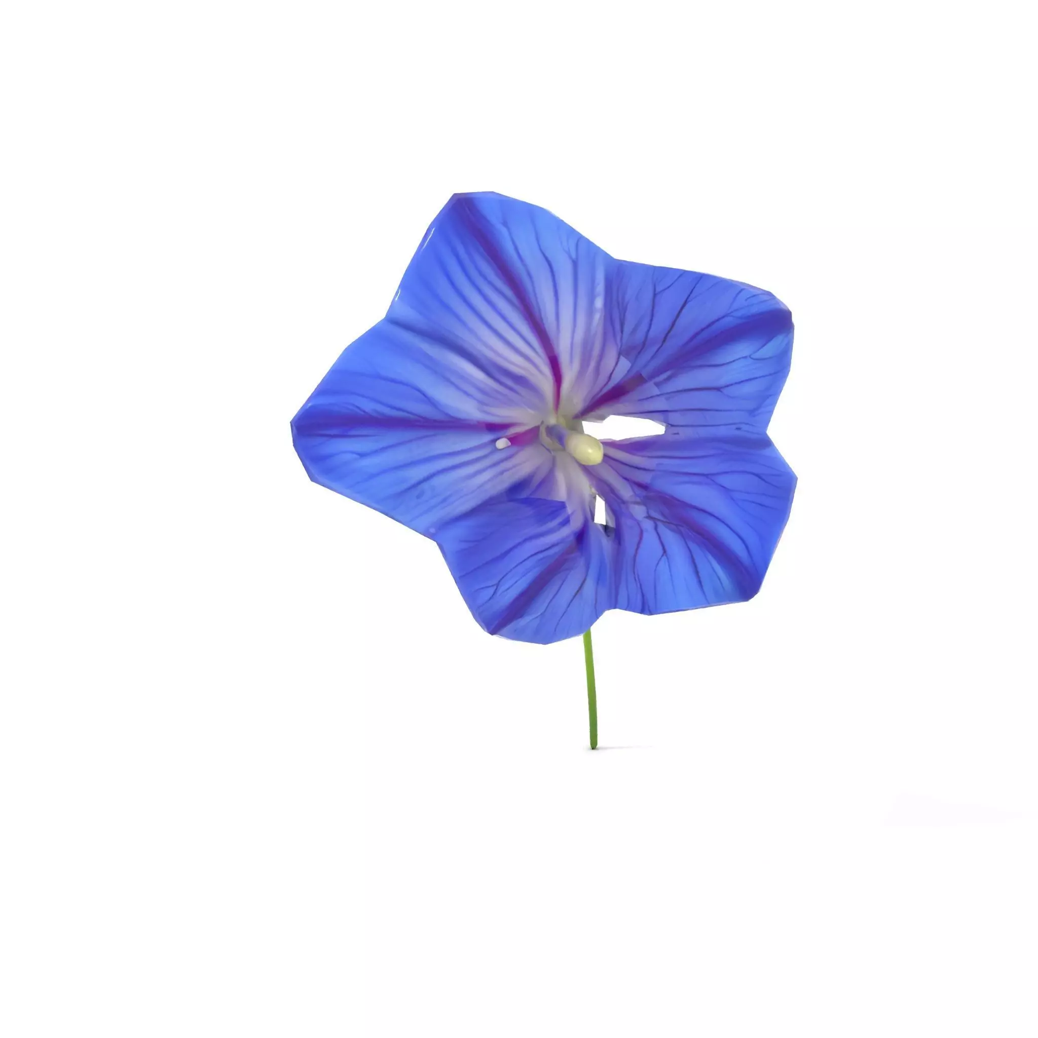 Blue Morning Glory model pack Low-poly 3D model_12