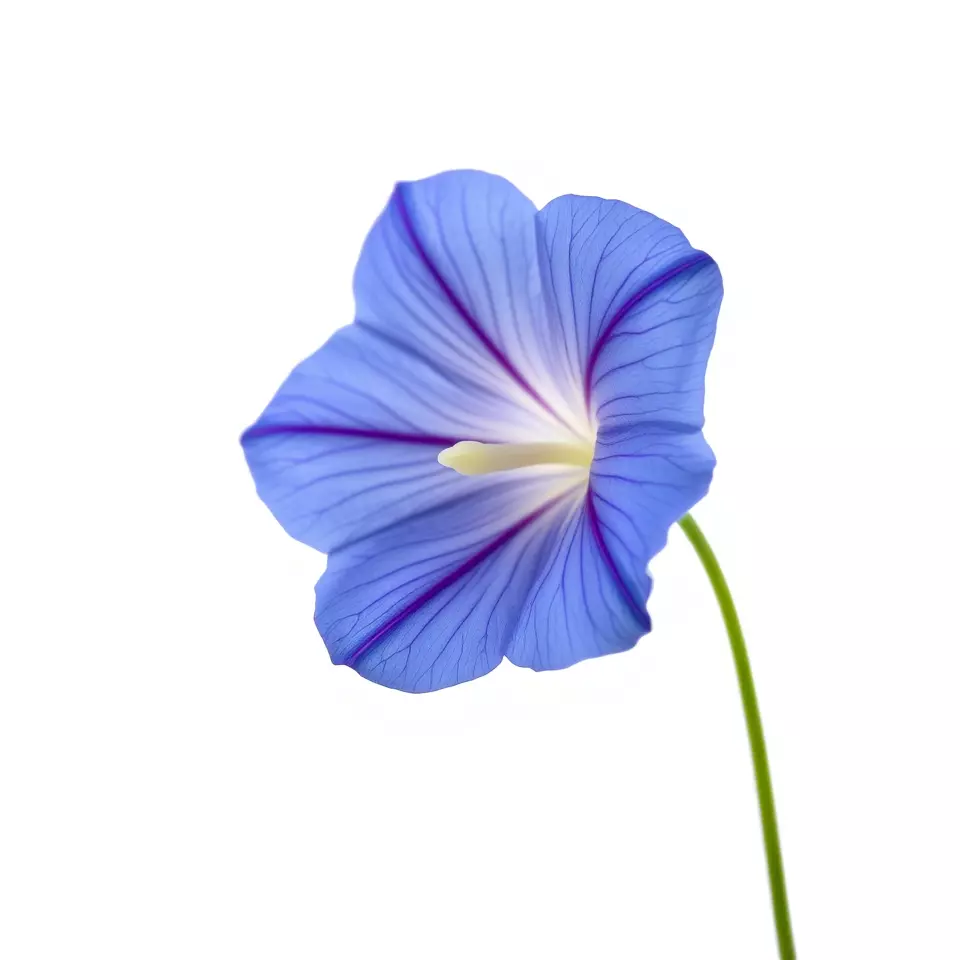 Blue Morning Glory model pack Low-poly 3D model_2
