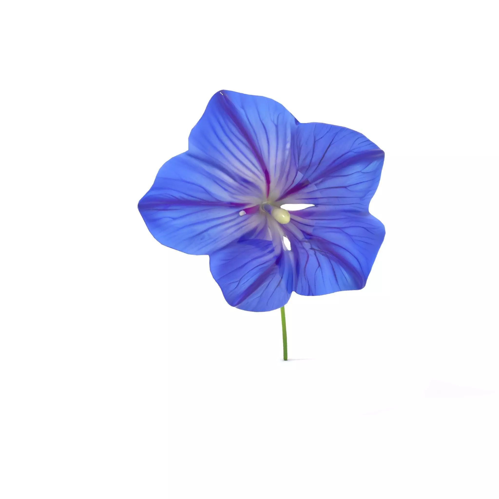 Blue Morning Glory model pack Low-poly 3D model_5