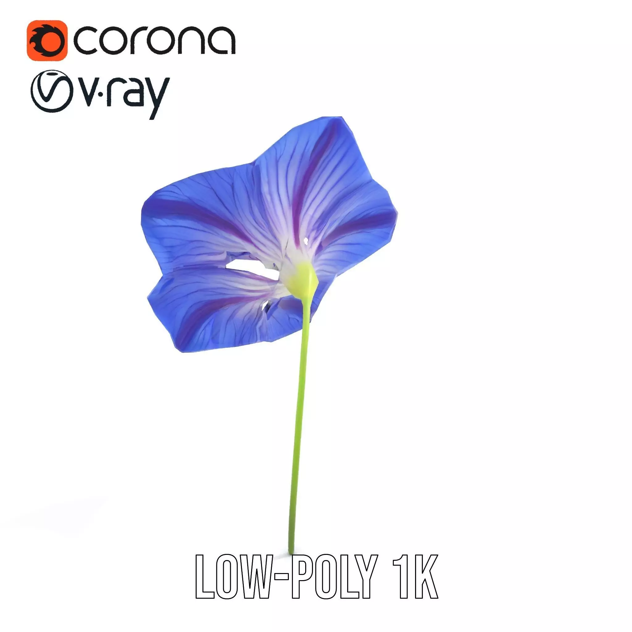 Blue Morning Glory model pack Low-poly 3D model_7