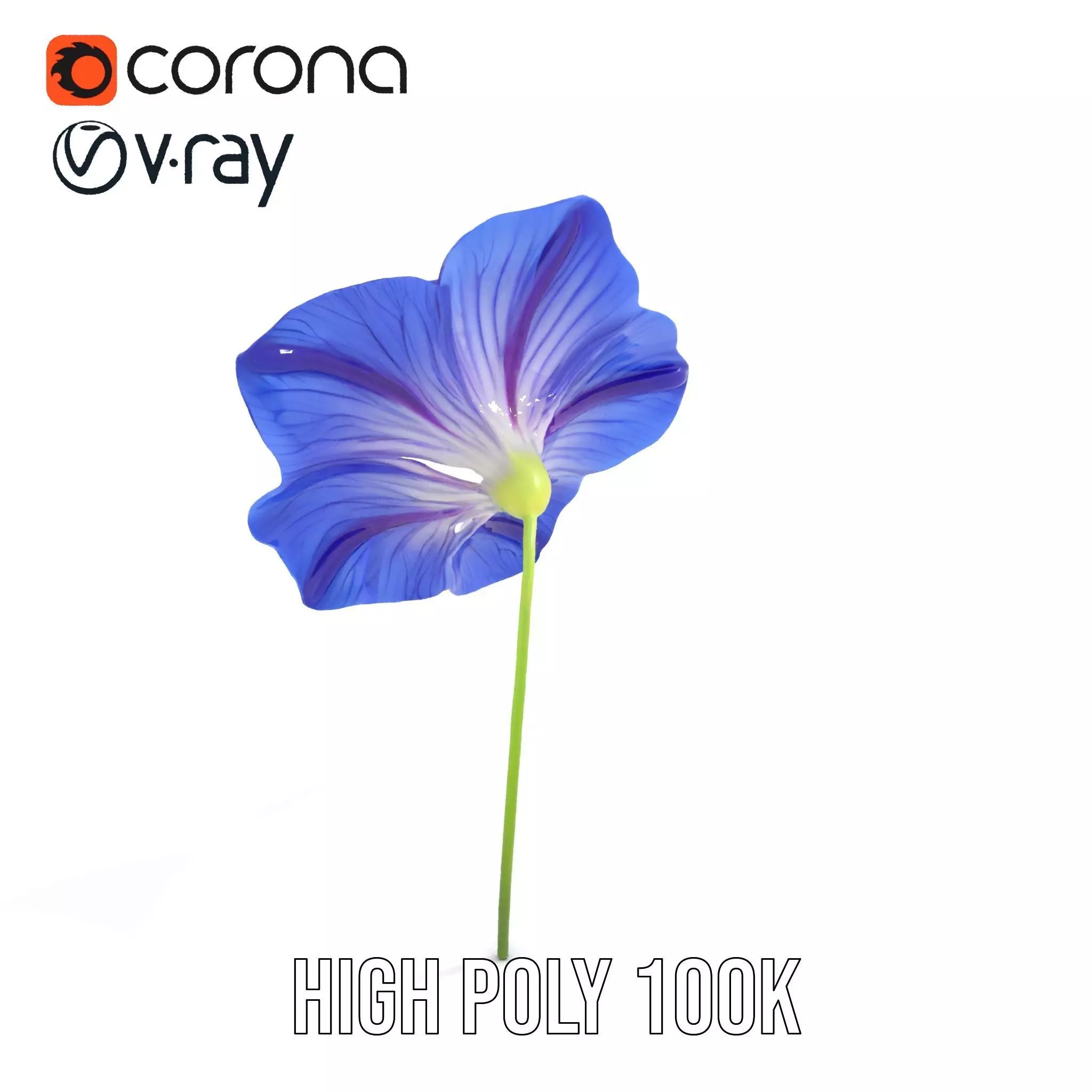 Blue Morning Glory model pack Low-poly 3D model_28