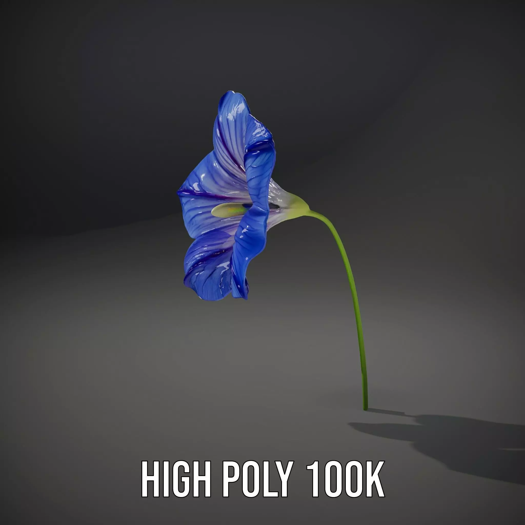 Blue Morning Glory model pack Low-poly 3D model_8