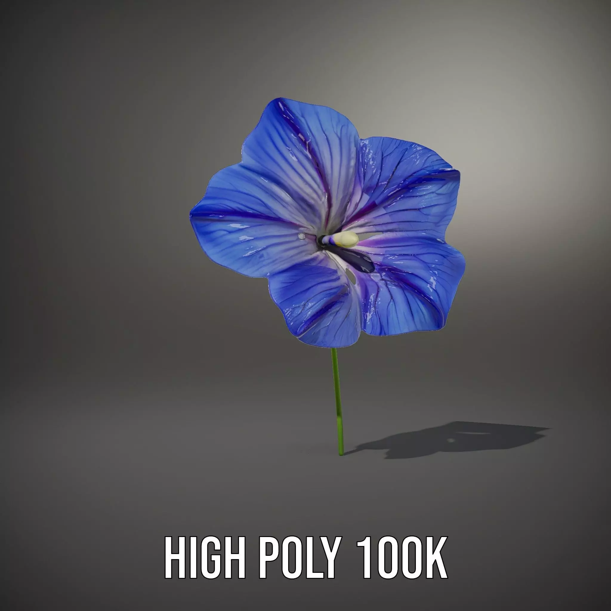 Blue Morning Glory model pack Low-poly 3D model_10