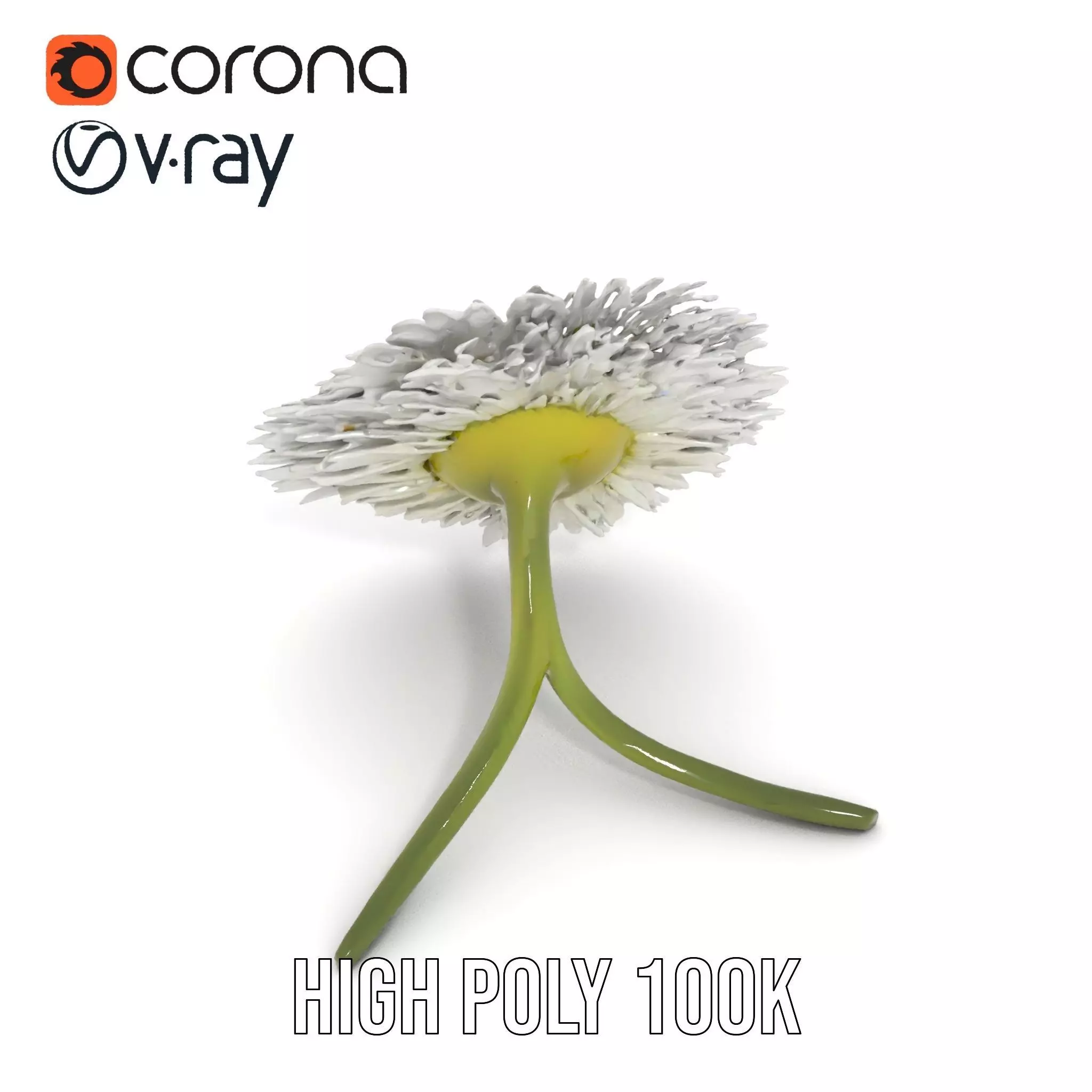 Elegant Daisy Flower model pack Low-poly 3D model_12