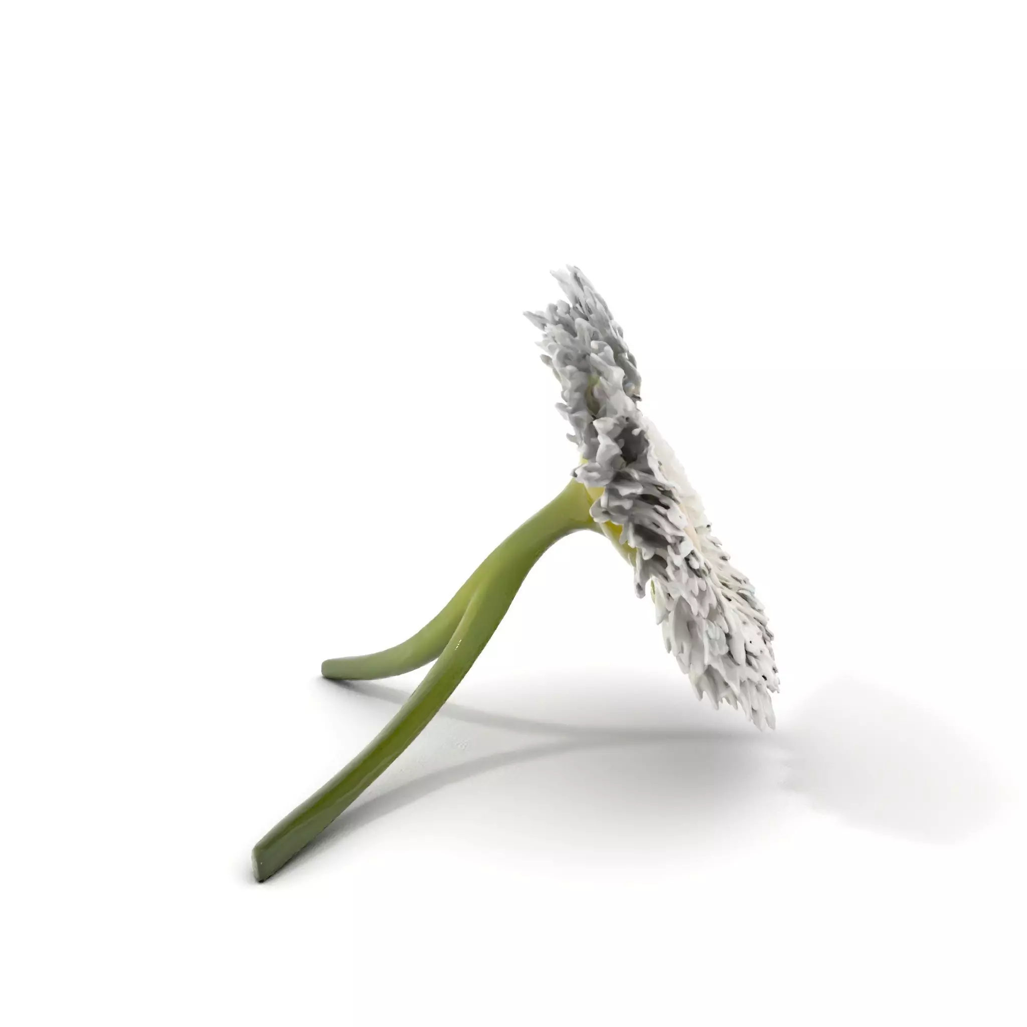 Elegant Daisy Flower model pack Low-poly 3D model_6