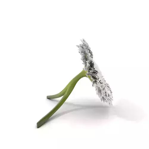Elegant Daisy Flower model pack Low-poly 3D model