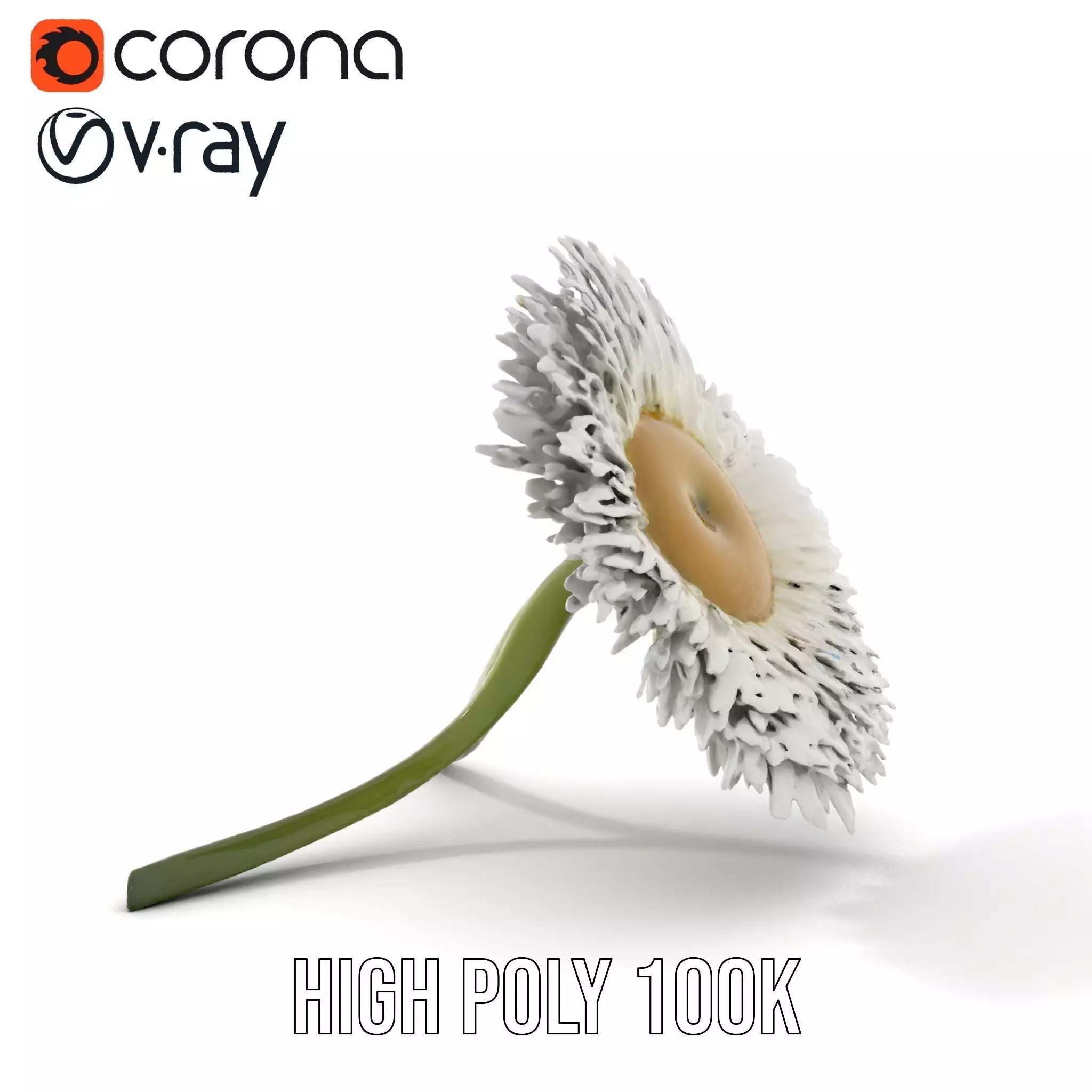 Elegant Daisy Flower model pack Low-poly 3D model_17