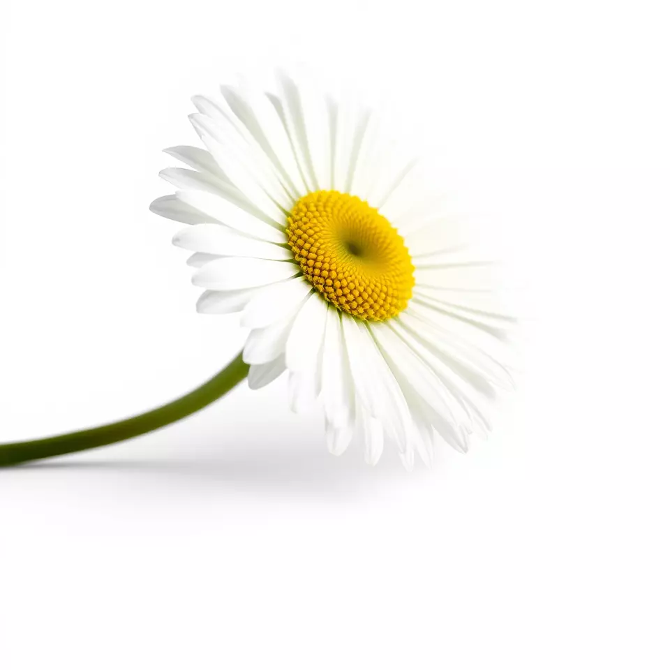 Elegant Daisy Flower model pack Low-poly 3D model_2