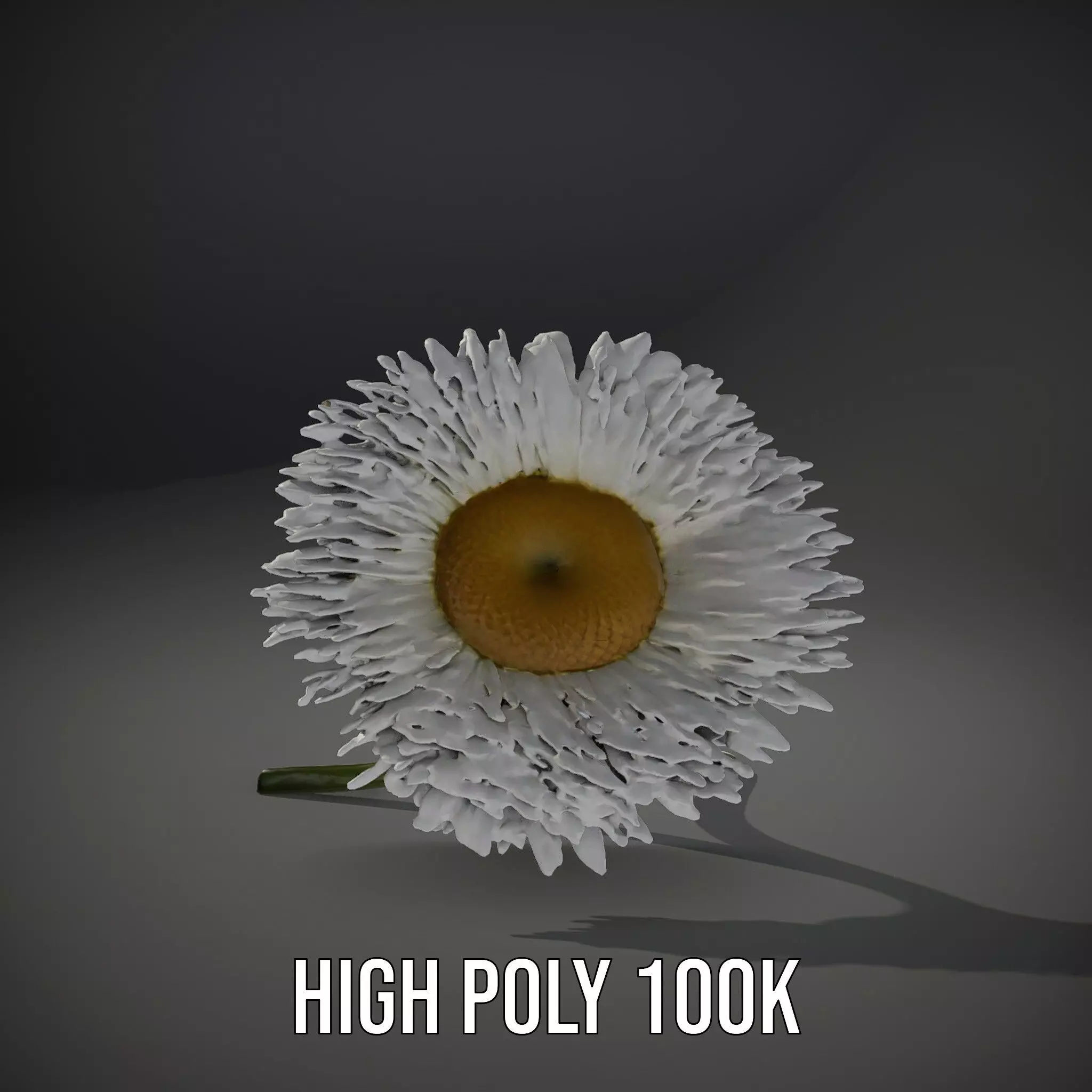 Elegant Daisy Flower model pack Low-poly 3D model_8
