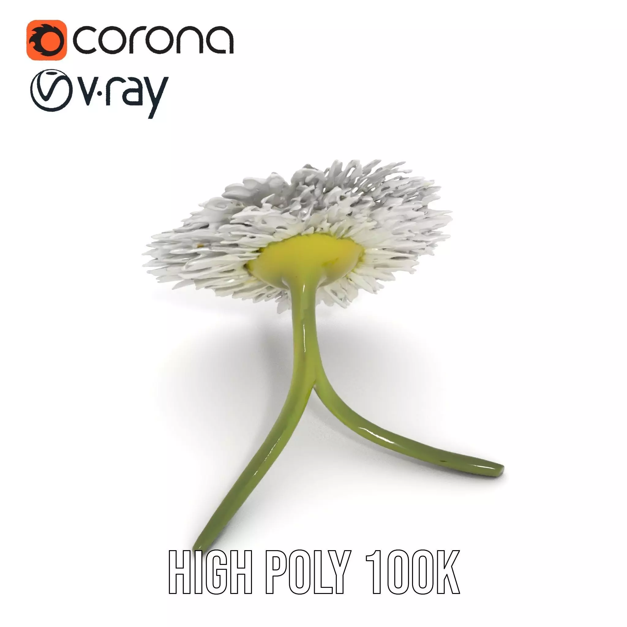 Elegant Daisy Flower model pack Low-poly 3D model_23