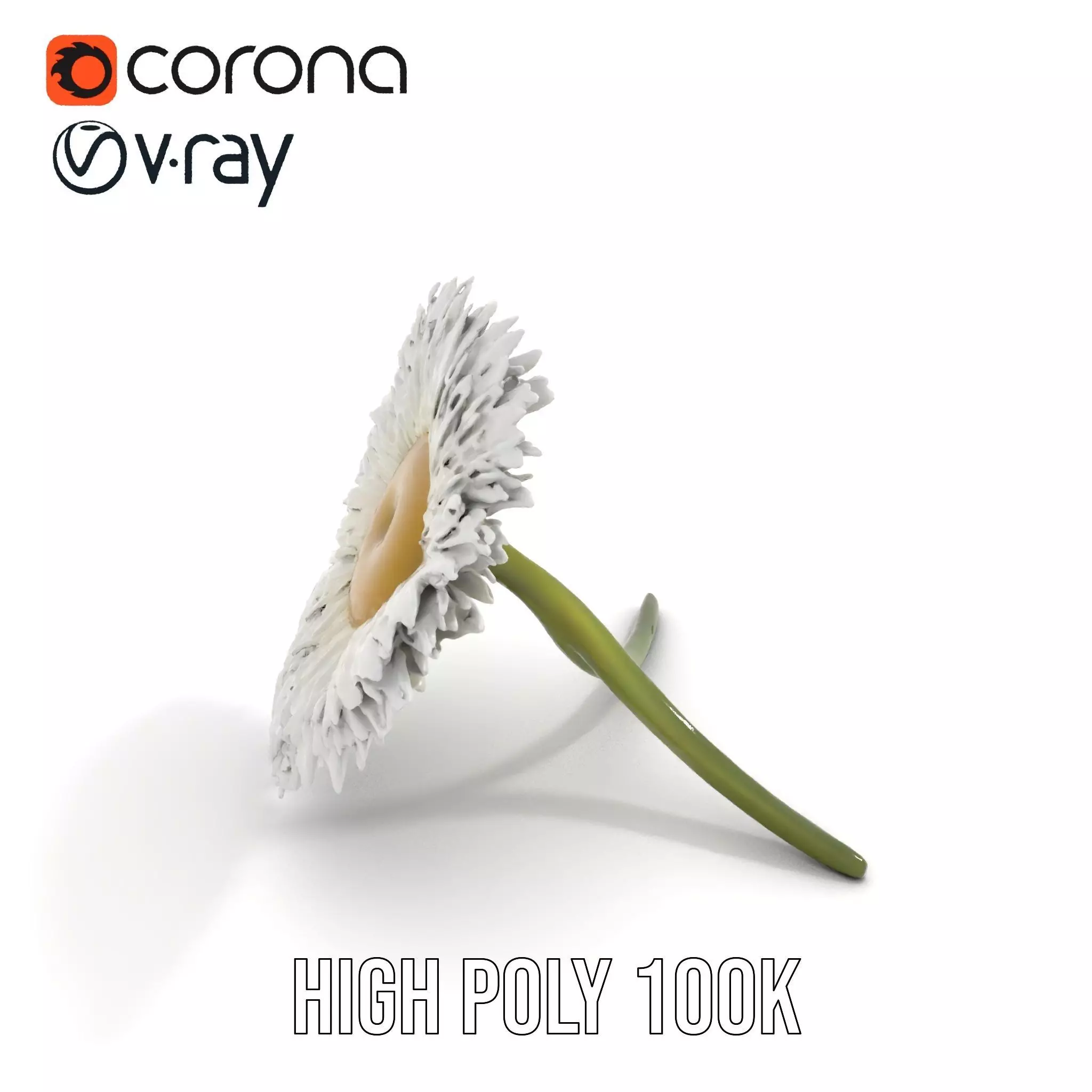 Elegant Daisy Flower model pack Low-poly 3D model_5