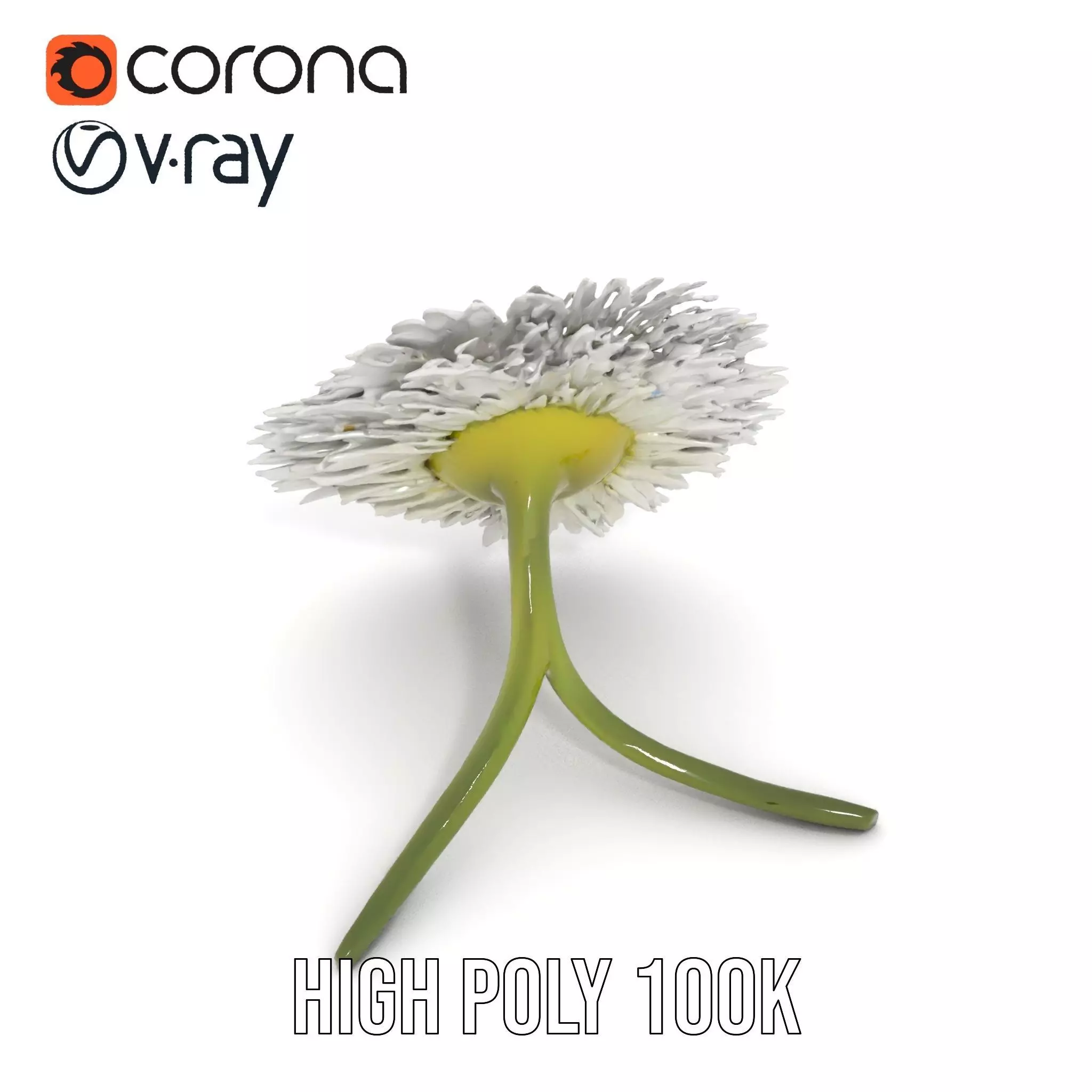 Elegant Daisy Flower model pack Low-poly 3D model_18