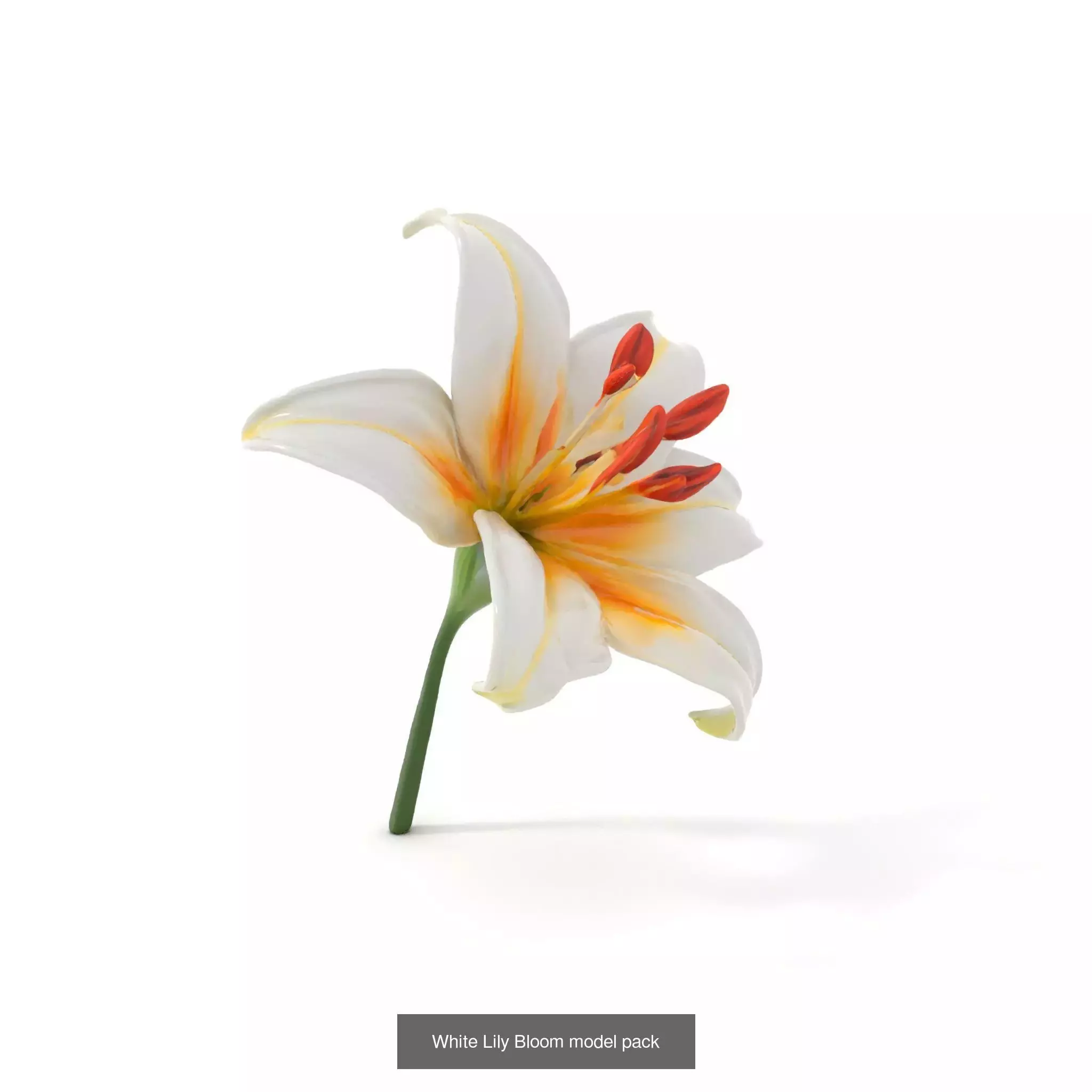 Blooming Elegance 3D Models Pack 3D Model Collection_47