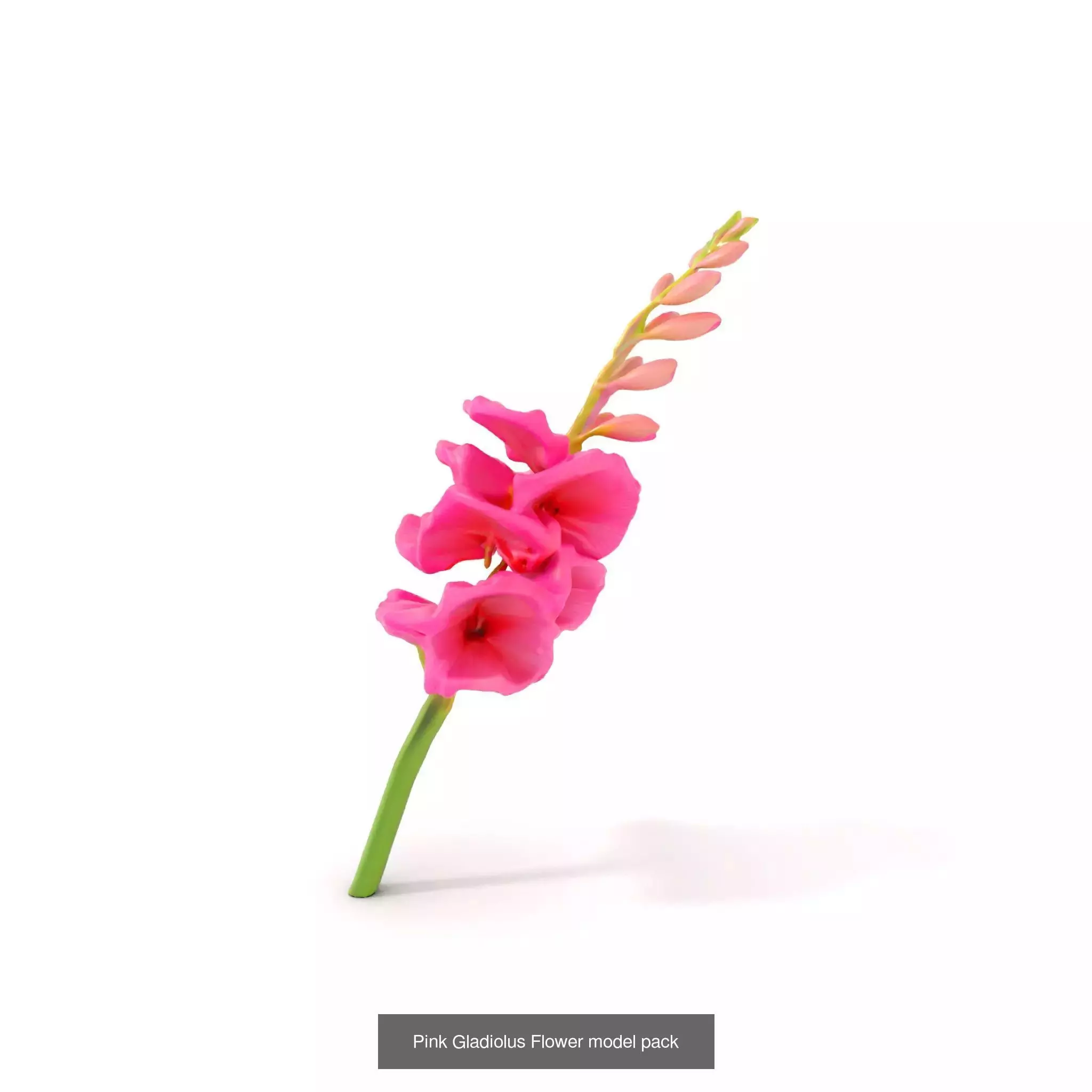 Blooming Elegance 3D Models Pack 3D Model Collection_54
