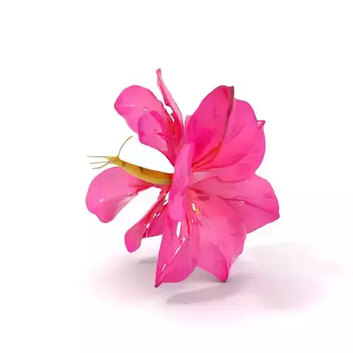 Pink Hibiscus model pack Low-poly 3D model