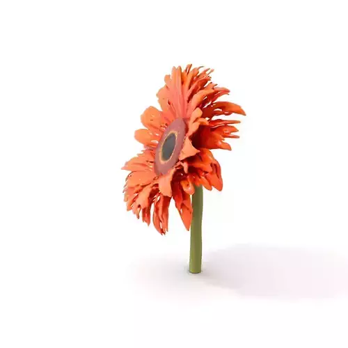 Orange Gerbera Flower model pack Low-poly 3D model