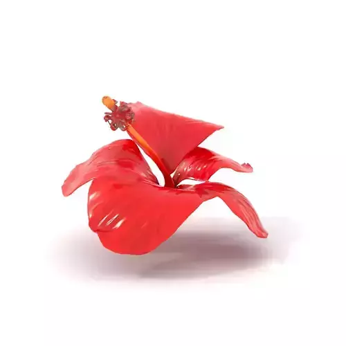 Vibrant Red Hibiscus model pack