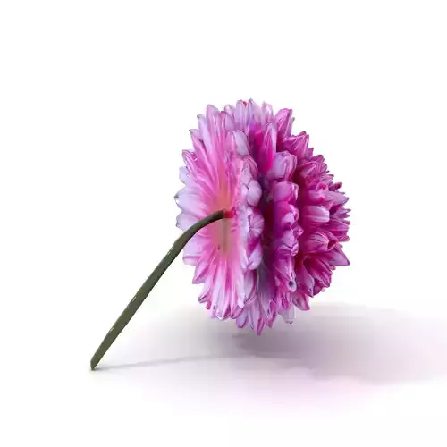 Vibrant Dahlia Flower model pack