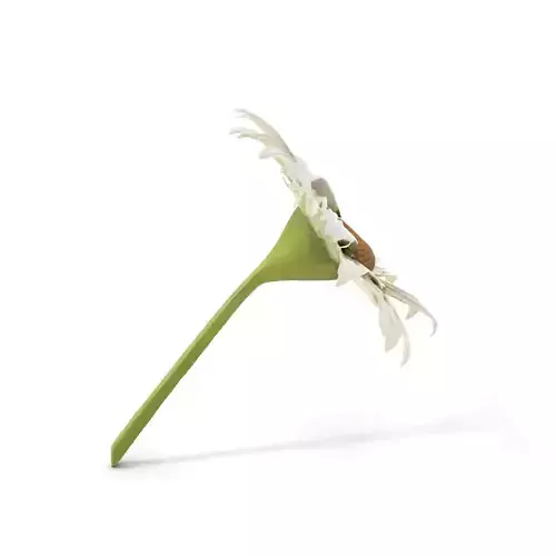 Daisy Blossom model pack Low-poly 3D model