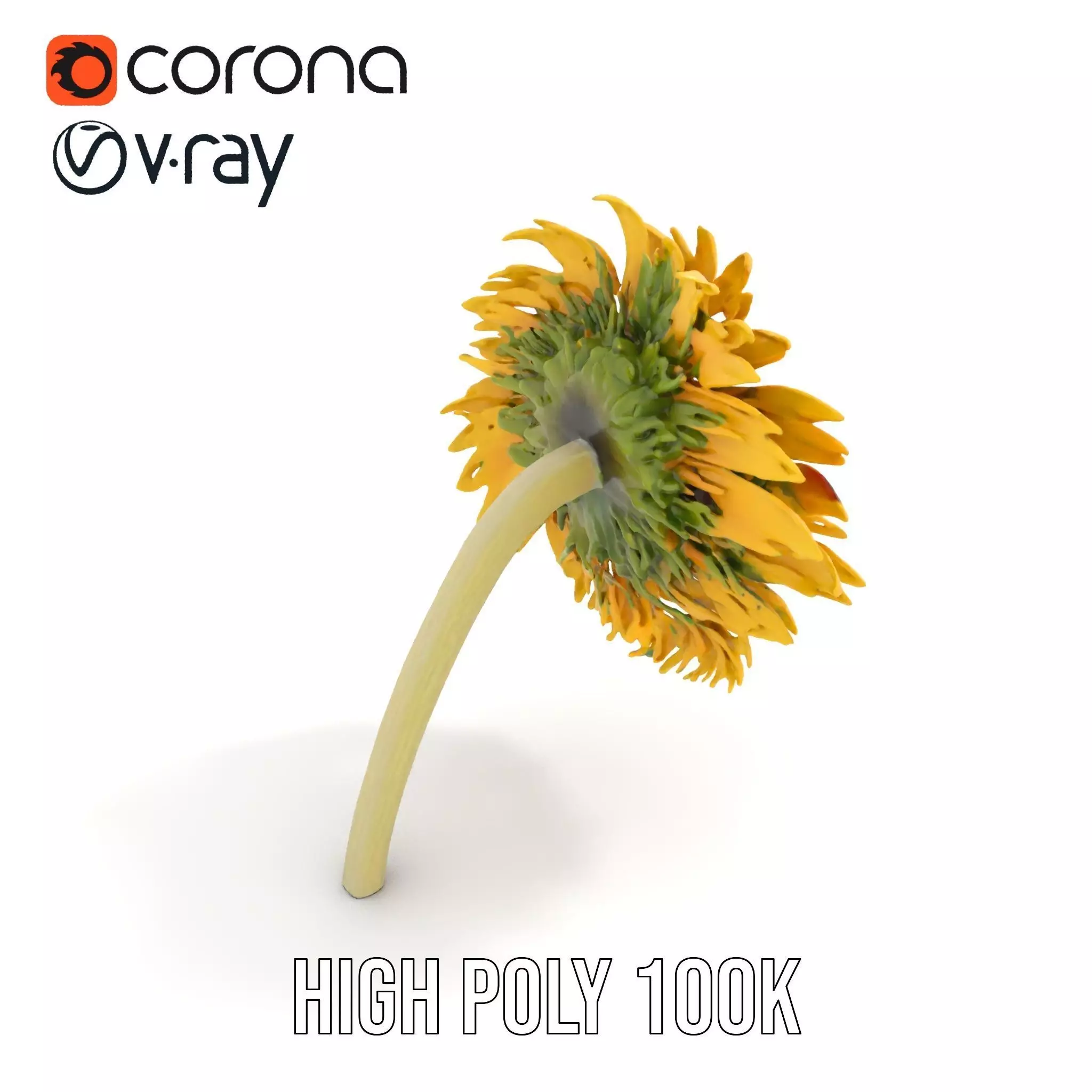 Sunflower Yellow Bloom model pack Low-poly 3D model_28