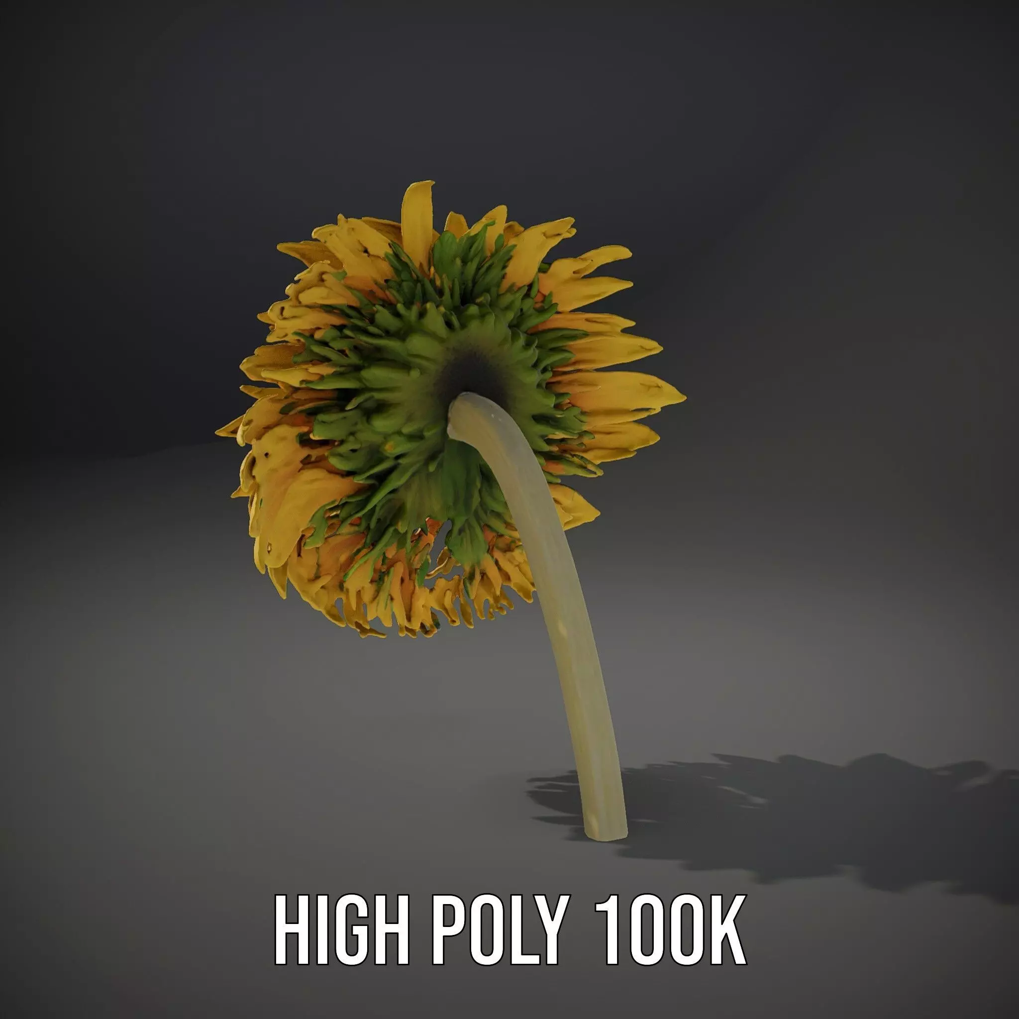 Sunflower Yellow Bloom model pack Low-poly 3D model_8