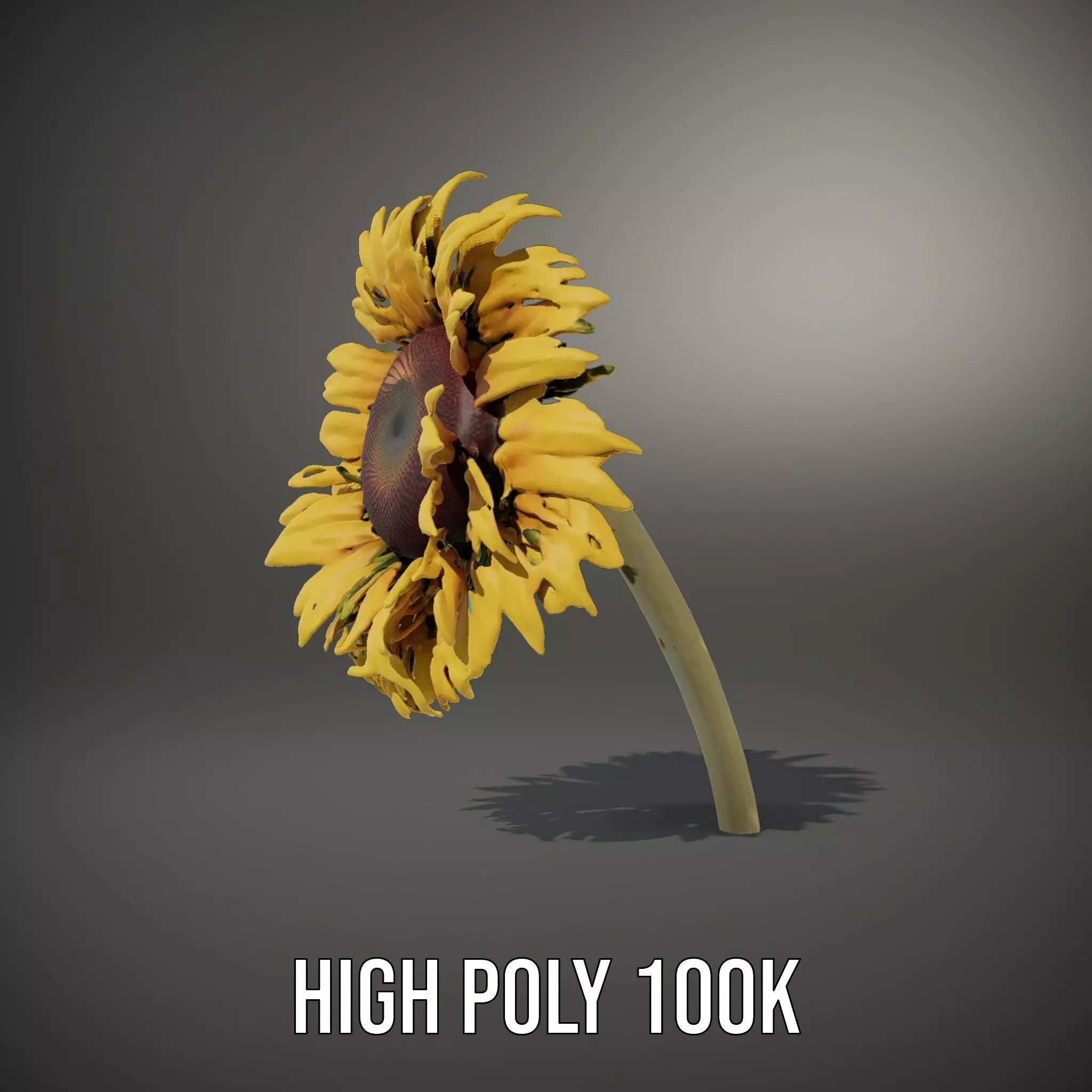 Sunflower Yellow Bloom model pack Low-poly 3D model_10