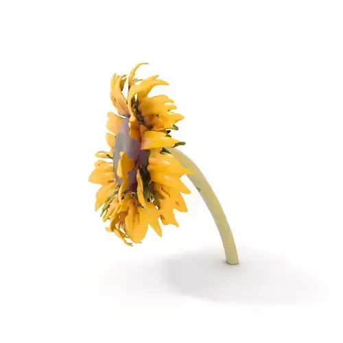 Sunflower Yellow Bloom model pack