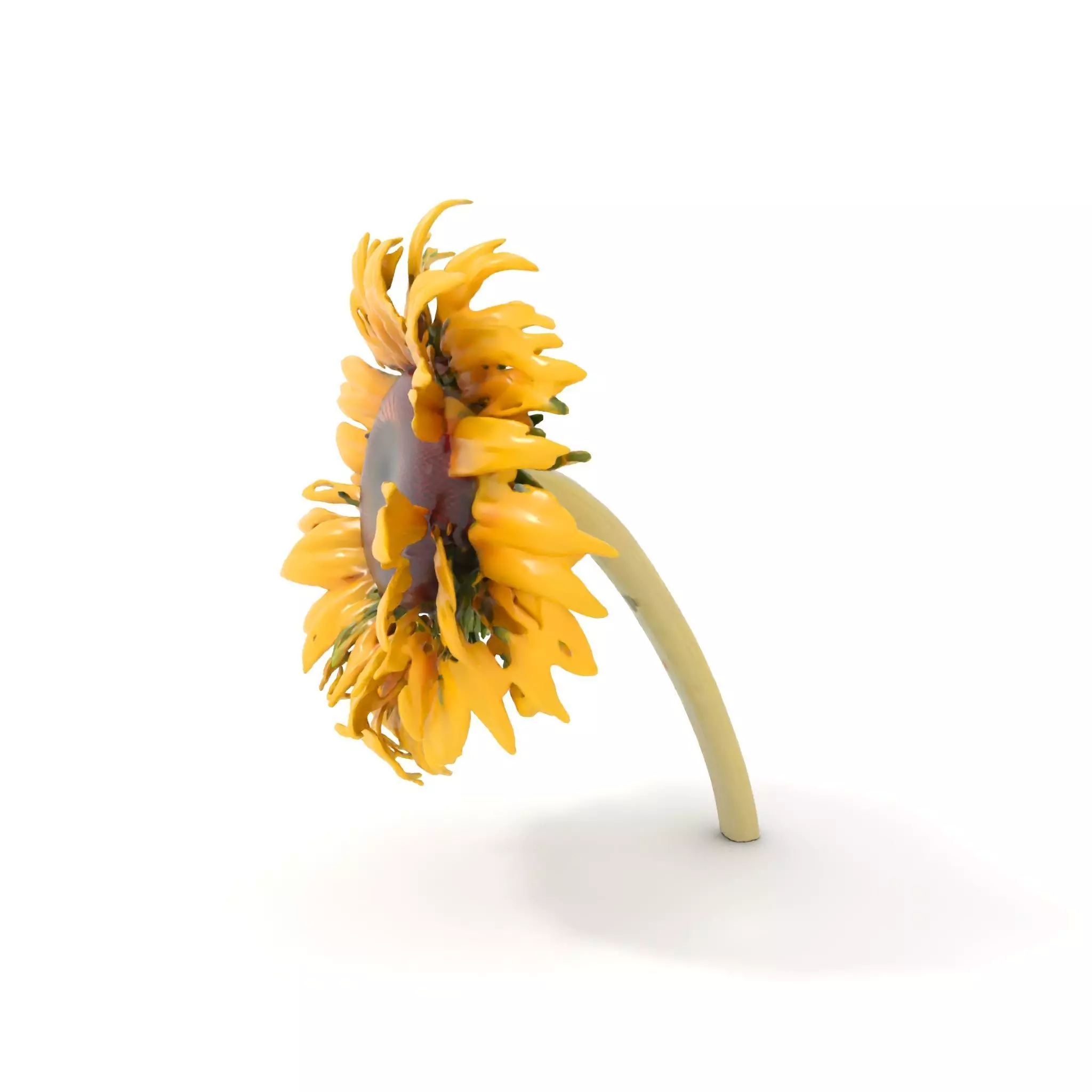 Sunflower Yellow Bloom model pack Low-poly 3D model_0