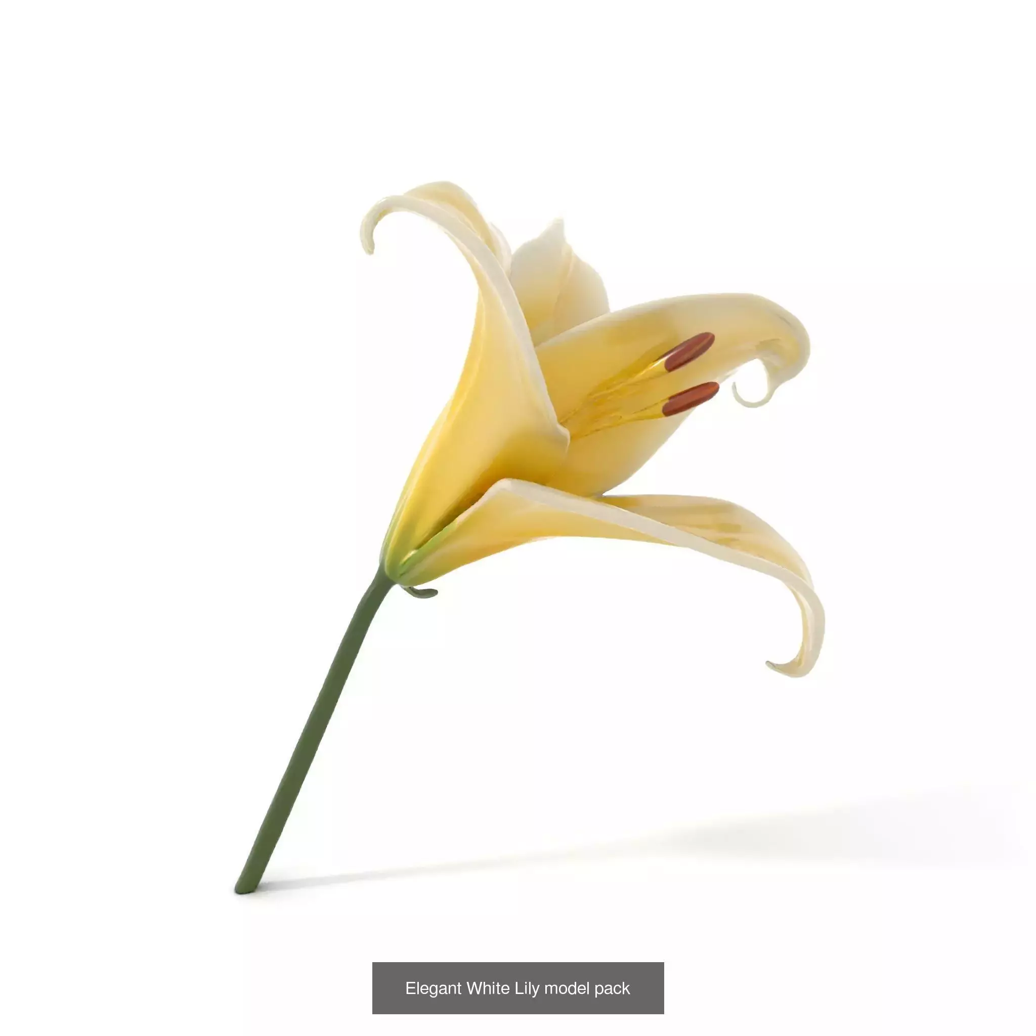 Exquisite Floral SideViews 3D Model Collection_54