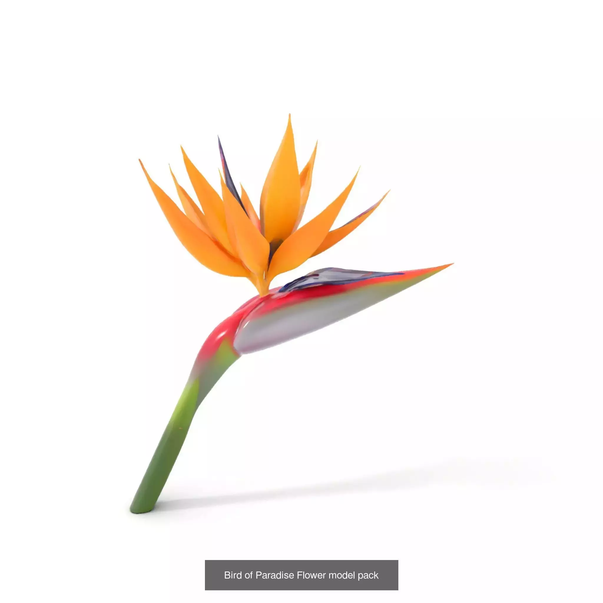 Exquisite Floral SideViews 3D Model Collection_53