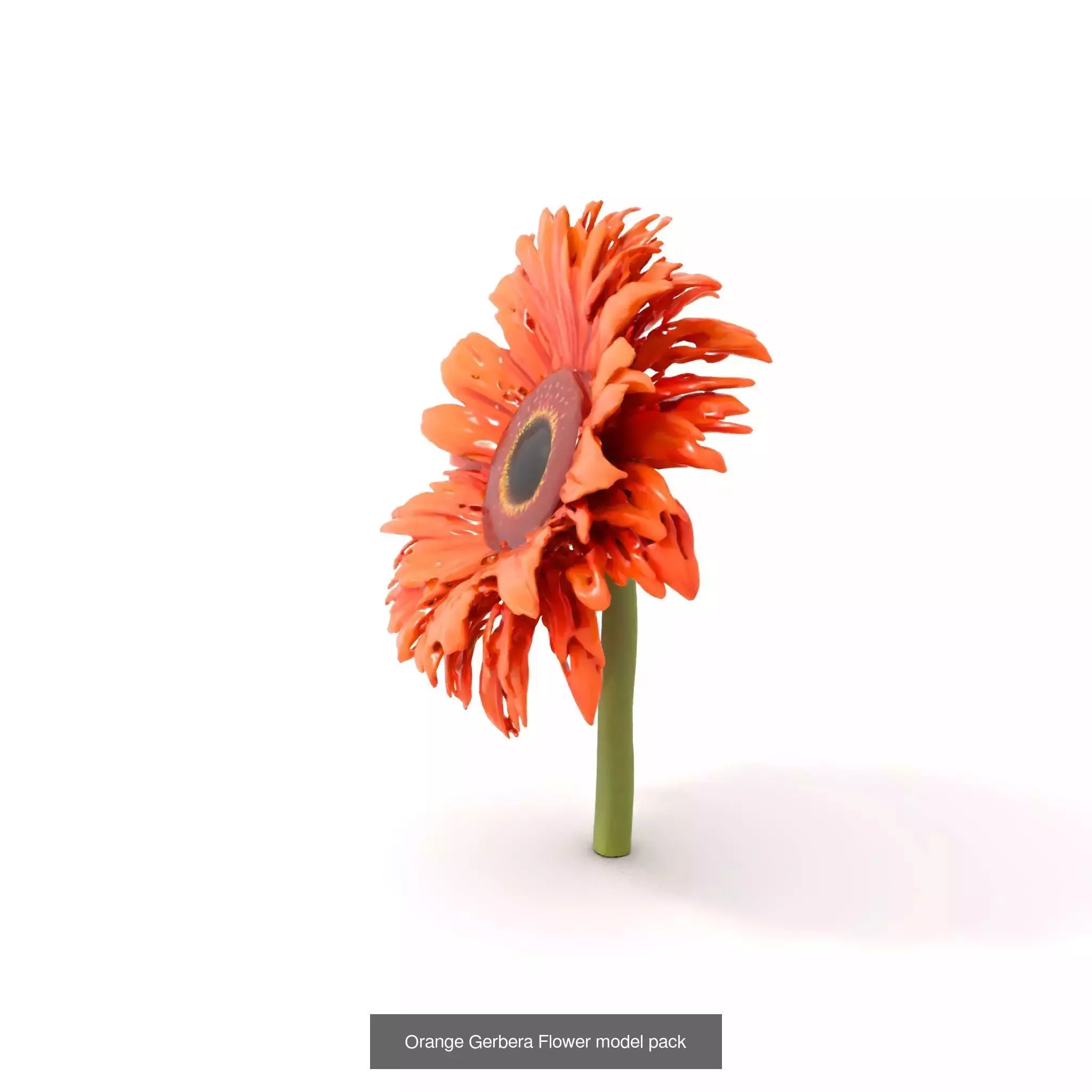 Exquisite Floral SideViews 3D Model Collection_74