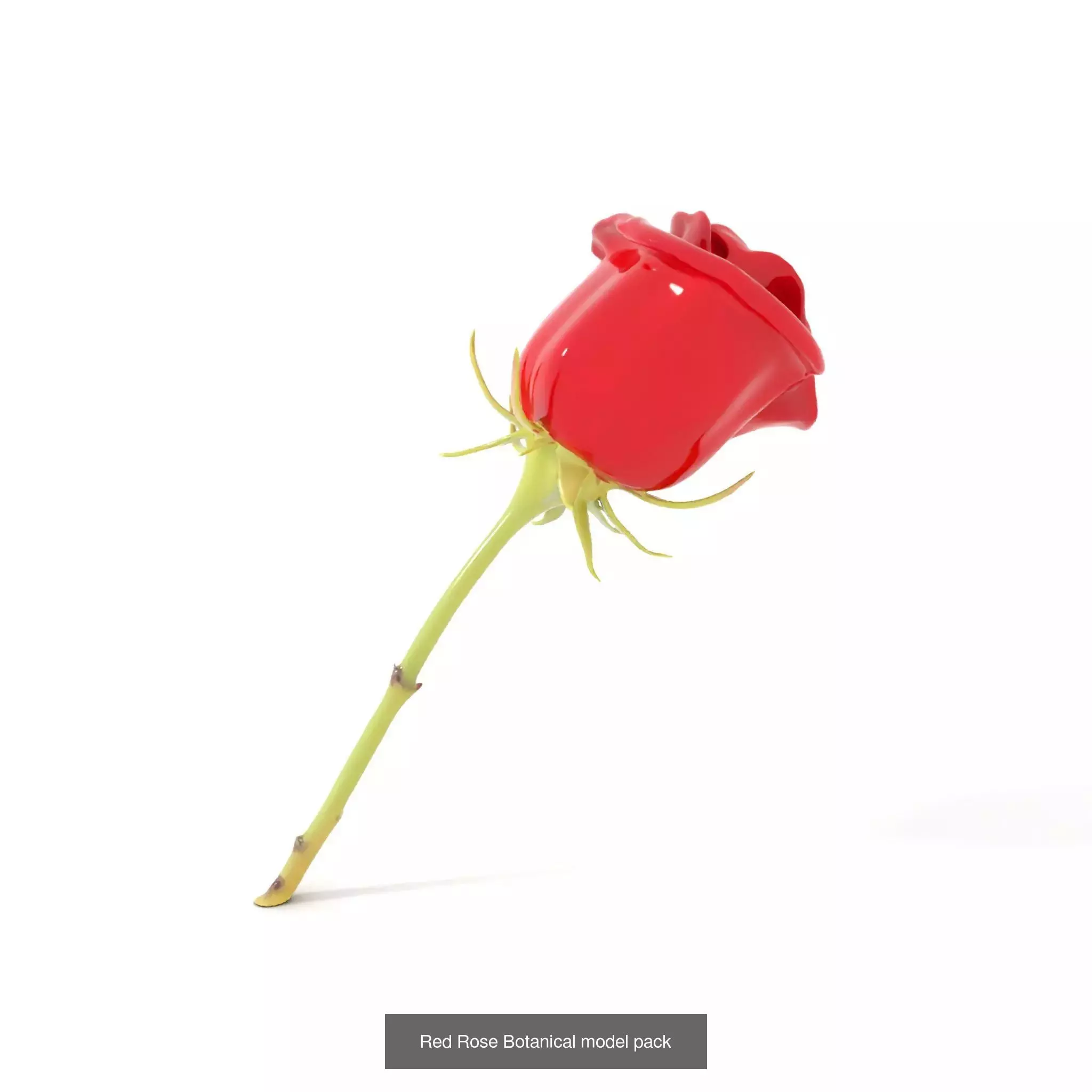 Exquisite Floral SideViews 3D Model Collection_59