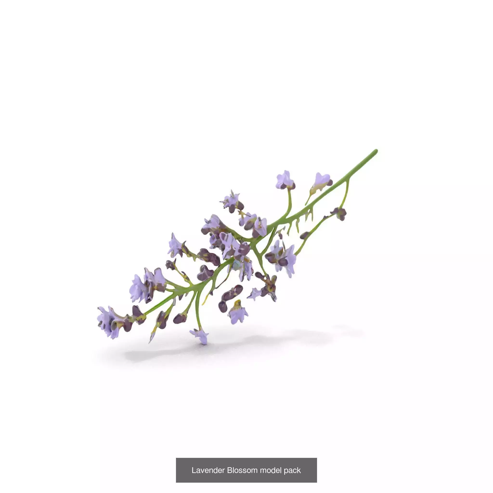 Exquisite Floral SideViews 3D Model Collection_67