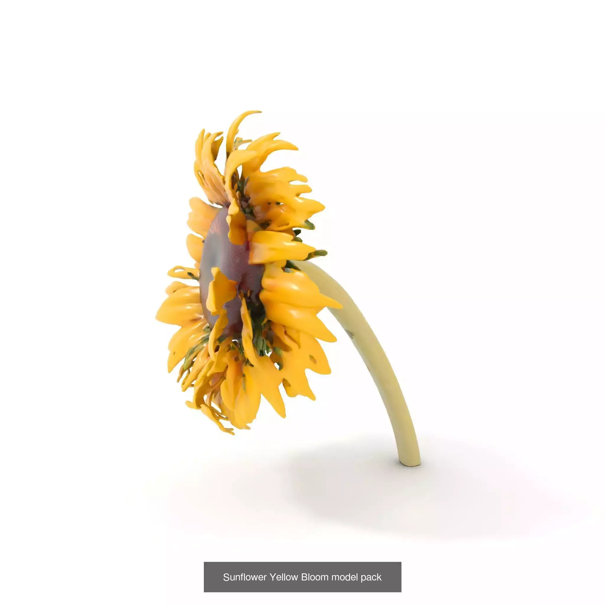 Exquisite Floral SideViews 3D Model Collection_79