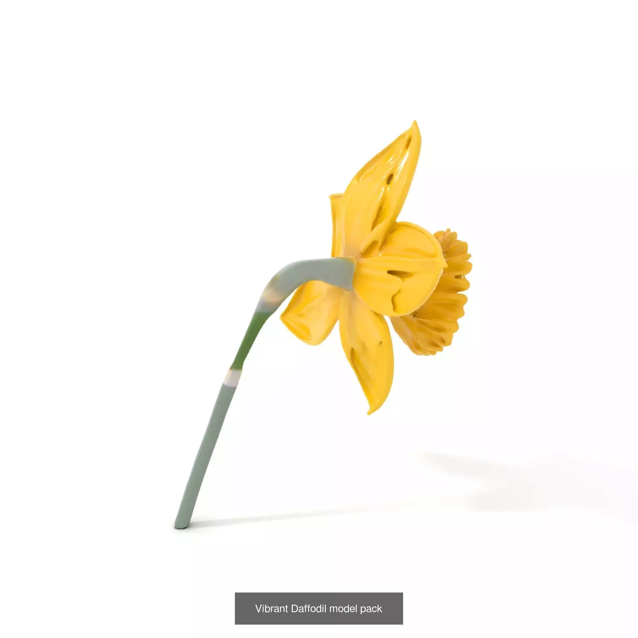 Exquisite Floral SideViews 3D Model Collection_51