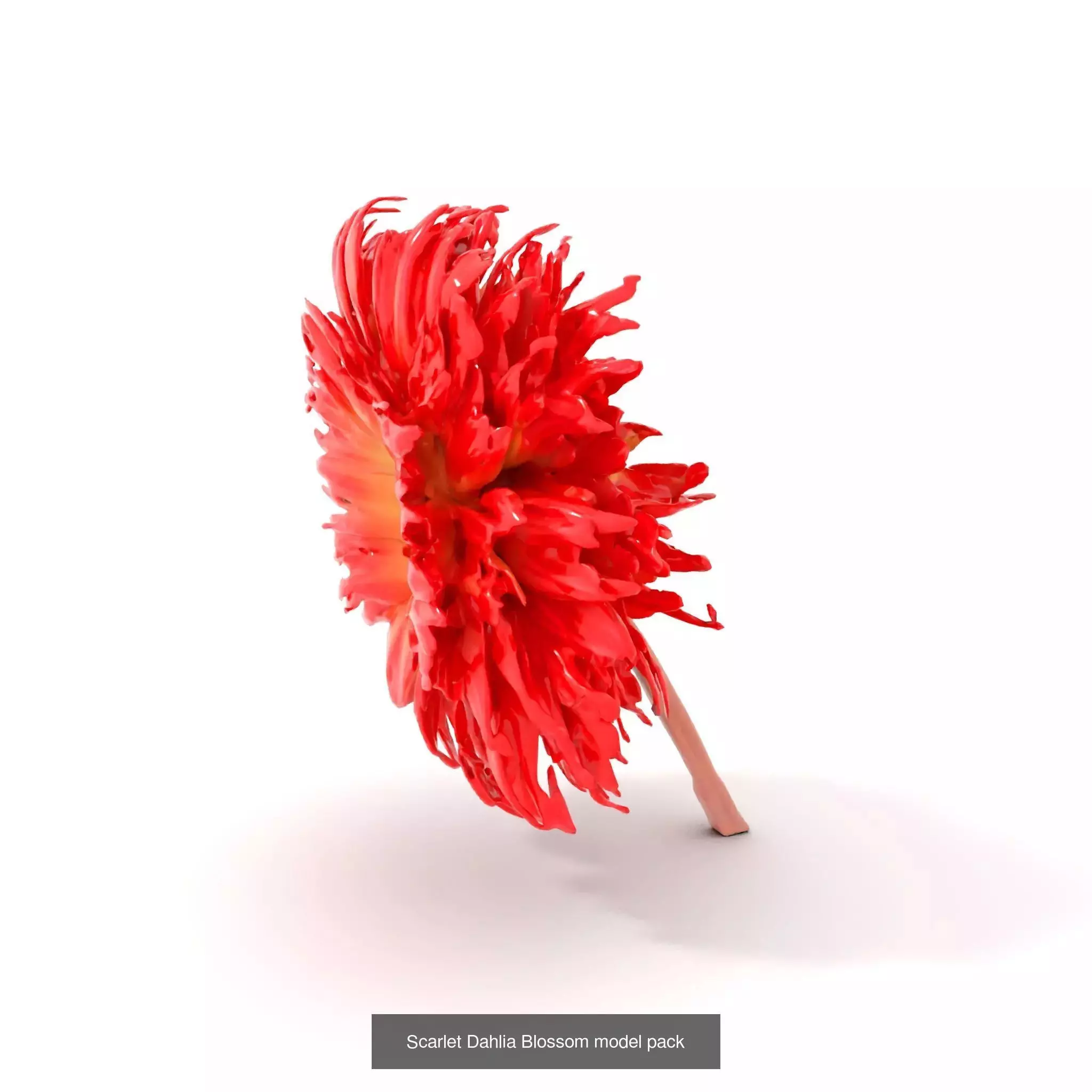Exquisite Floral SideViews 3D Model Collection_71
