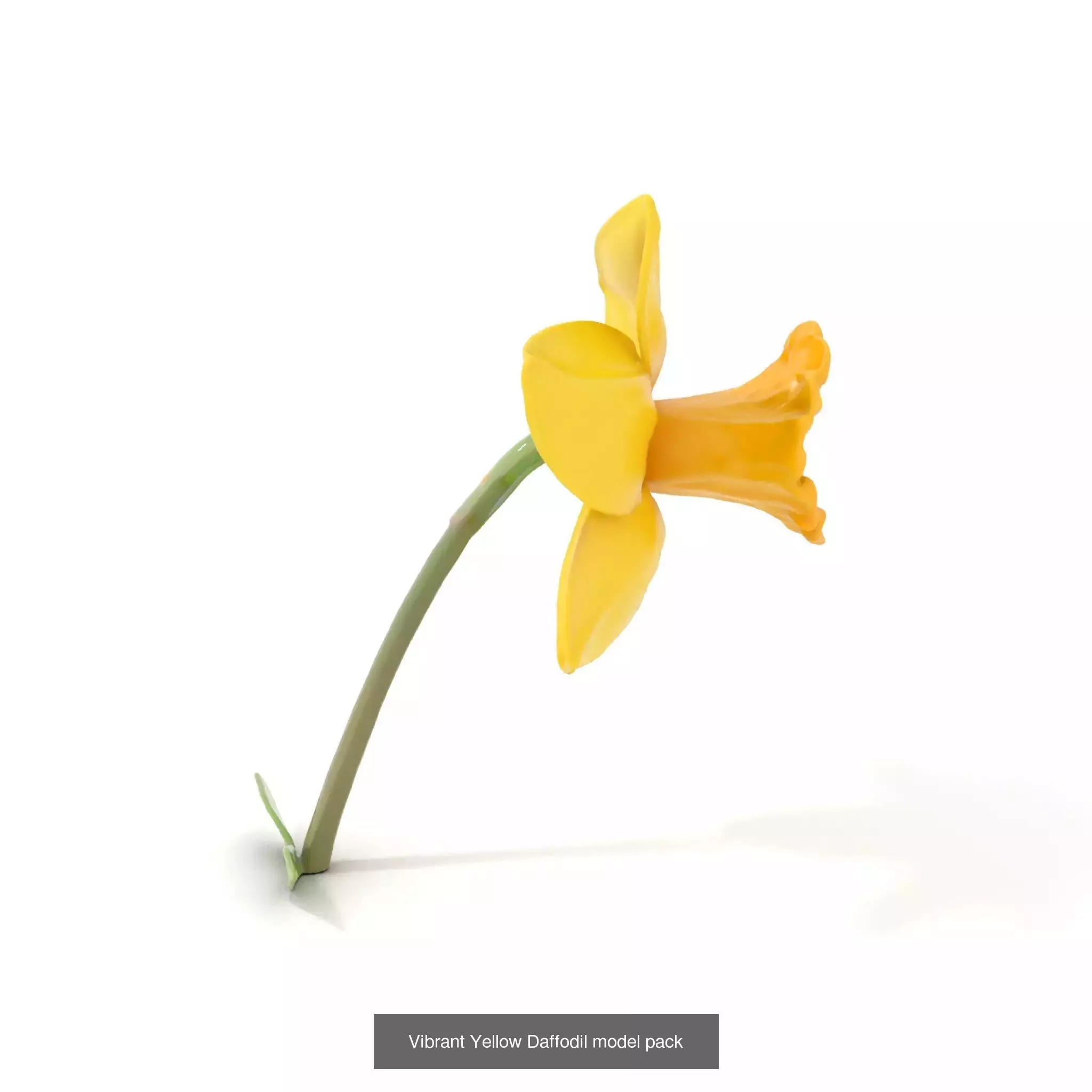 Exquisite Floral SideViews 3D Model Collection_62