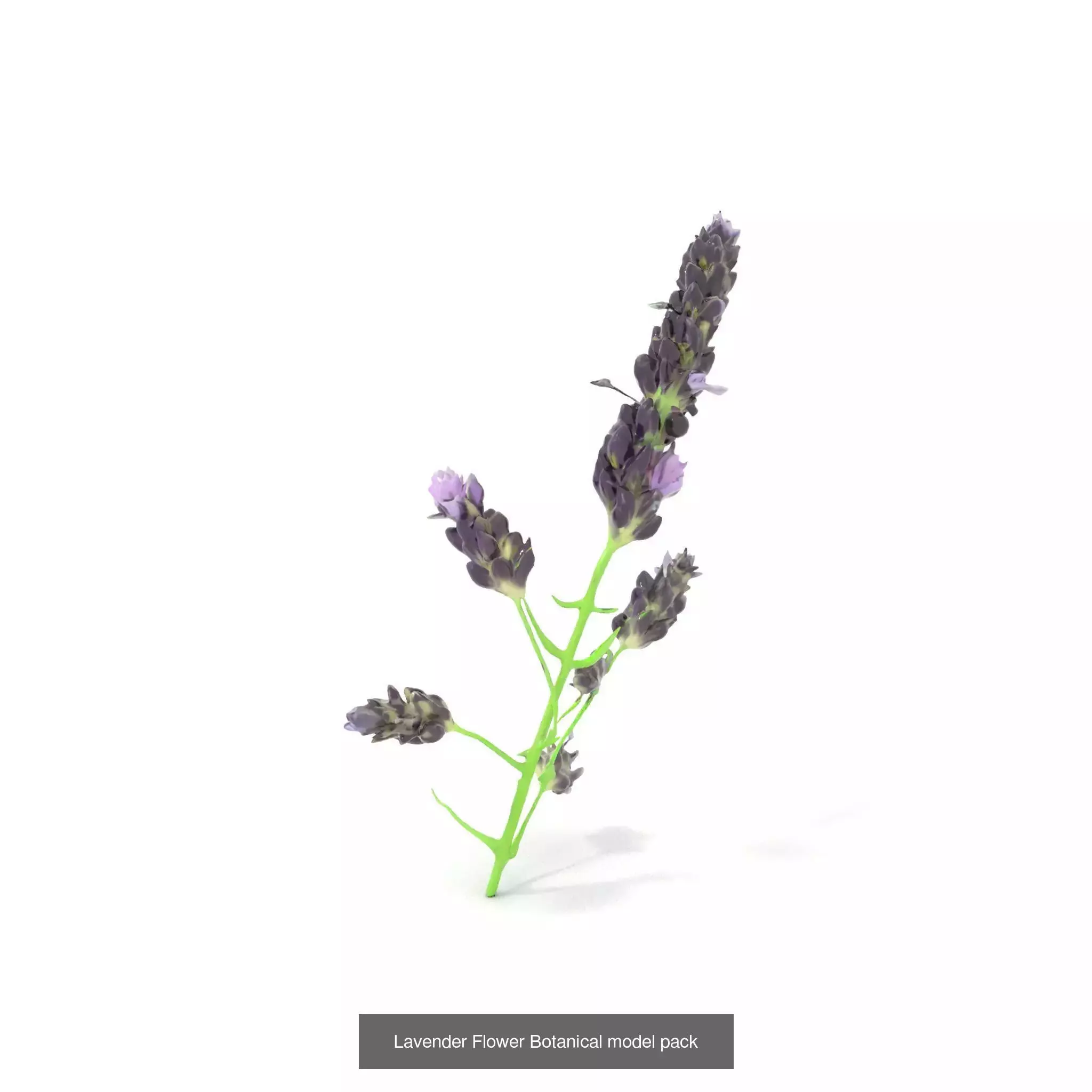 Exquisite Floral SideViews 3D Model Collection_63