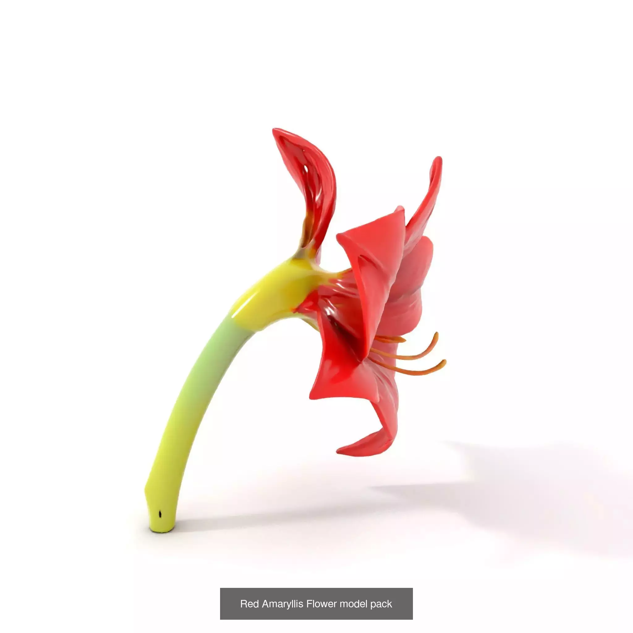 Exquisite Floral SideViews 3D Model Collection_57